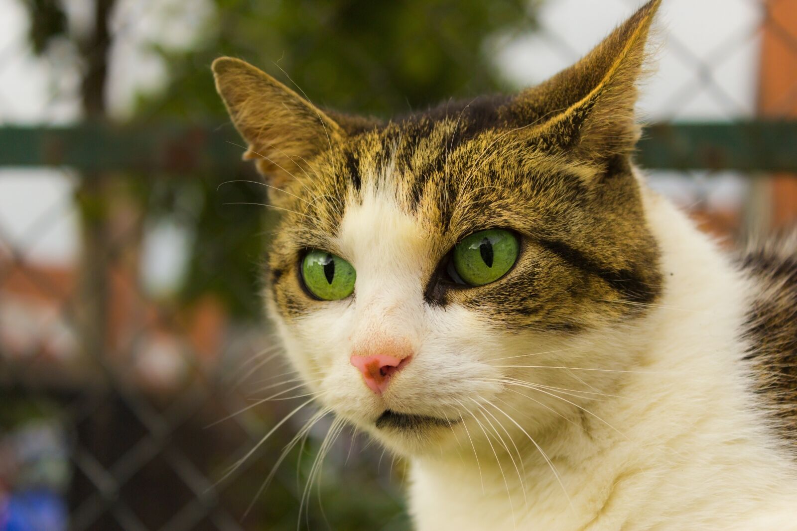 Canon EOS 600D (Rebel EOS T3i / EOS Kiss X5) sample photo. Cat, fur, fence photography
