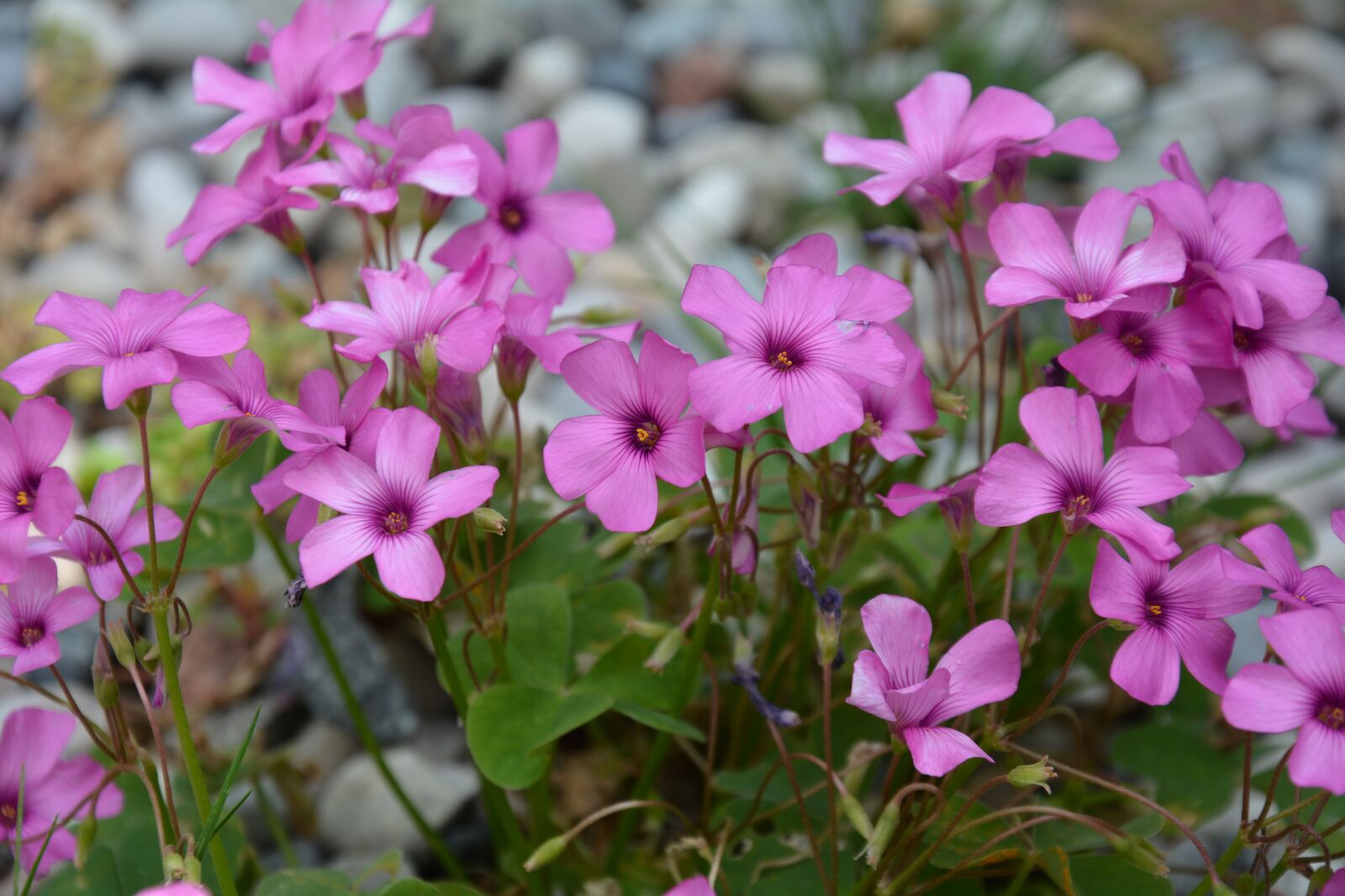 Nikon D7100 sample photo. Flowers, purple flowers, wildflowers photography