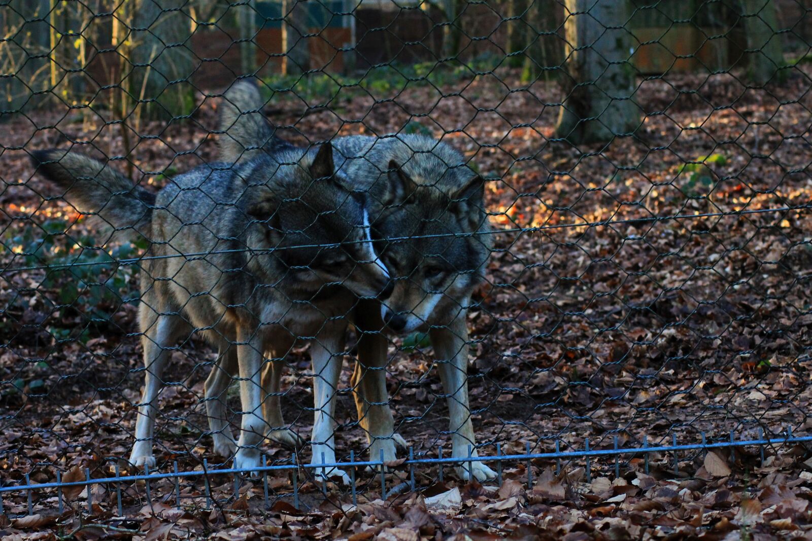 Canon EOS 1100D (EOS Rebel T3 / EOS Kiss X50) sample photo. Wolves, nature, animal photography