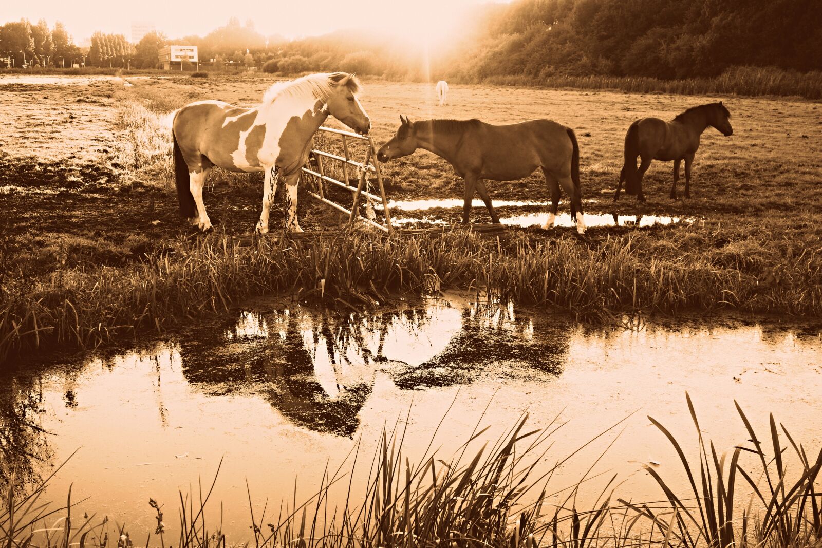 Sony Cyber-shot DSC-RX100 sample photo. Horse, animal, mammal photography