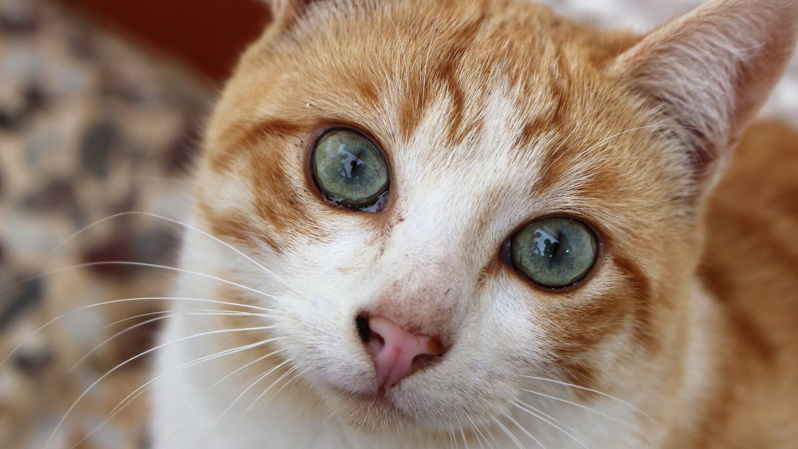 Canon EOS 700D (EOS Rebel T5i / EOS Kiss X7i) sample photo. Nice, animalia, cat photography
