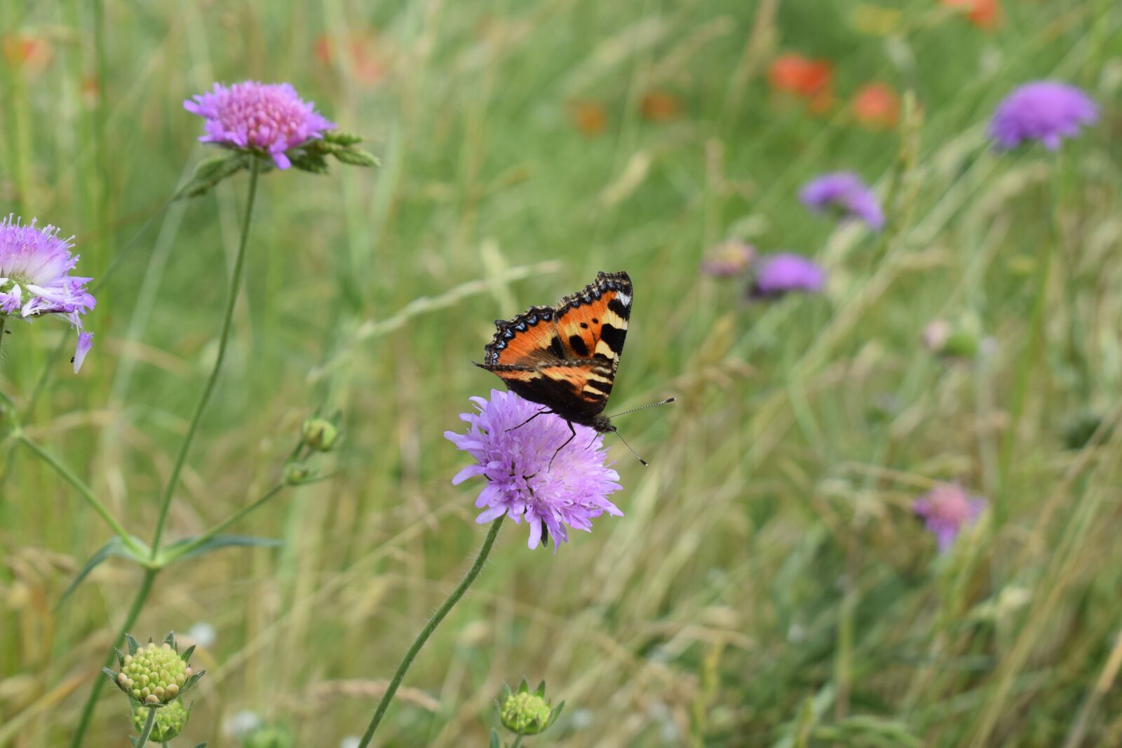 Nikon D5300 sample photo. Butterfly, meadow, summer photography