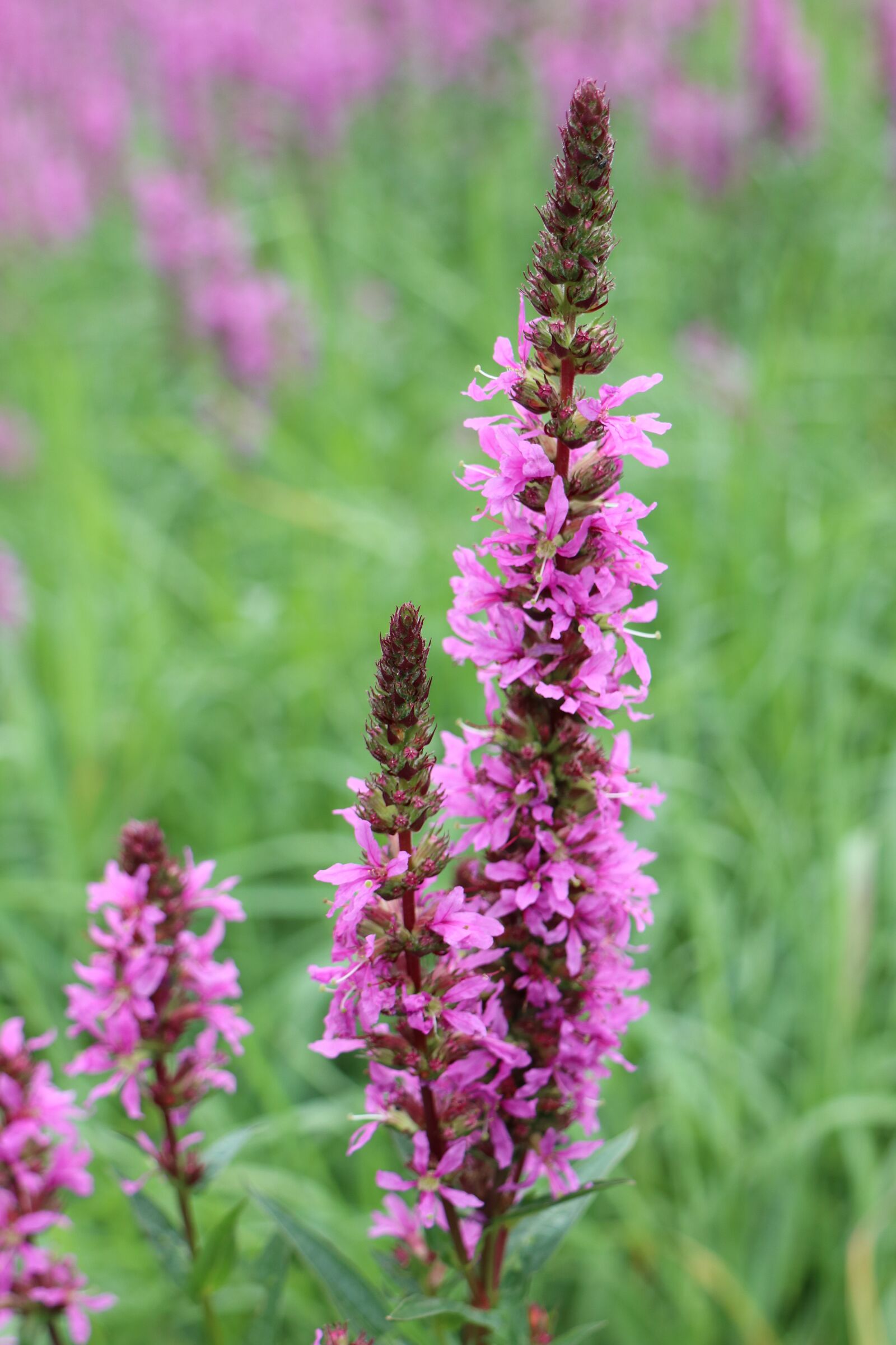Canon EOS M6 sample photo. Summer, meadow, flowers photography