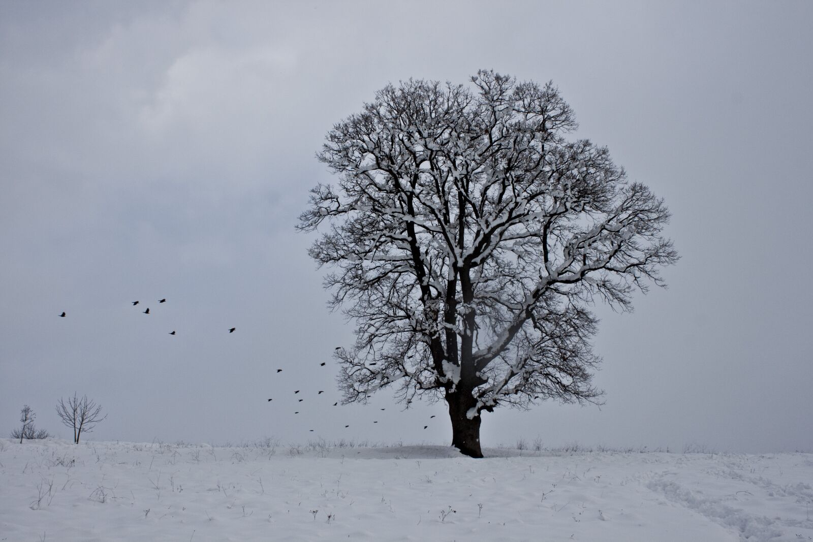 Canon EOS 500D (EOS Rebel T1i / EOS Kiss X3) sample photo. Snow, winter, tree photography
