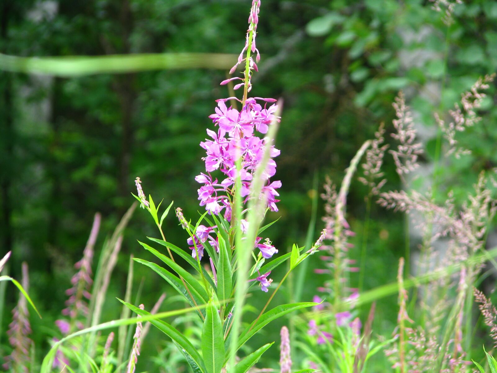 Canon POWERSHOT S5 IS sample photo. Plant, color, ivan-tea photography