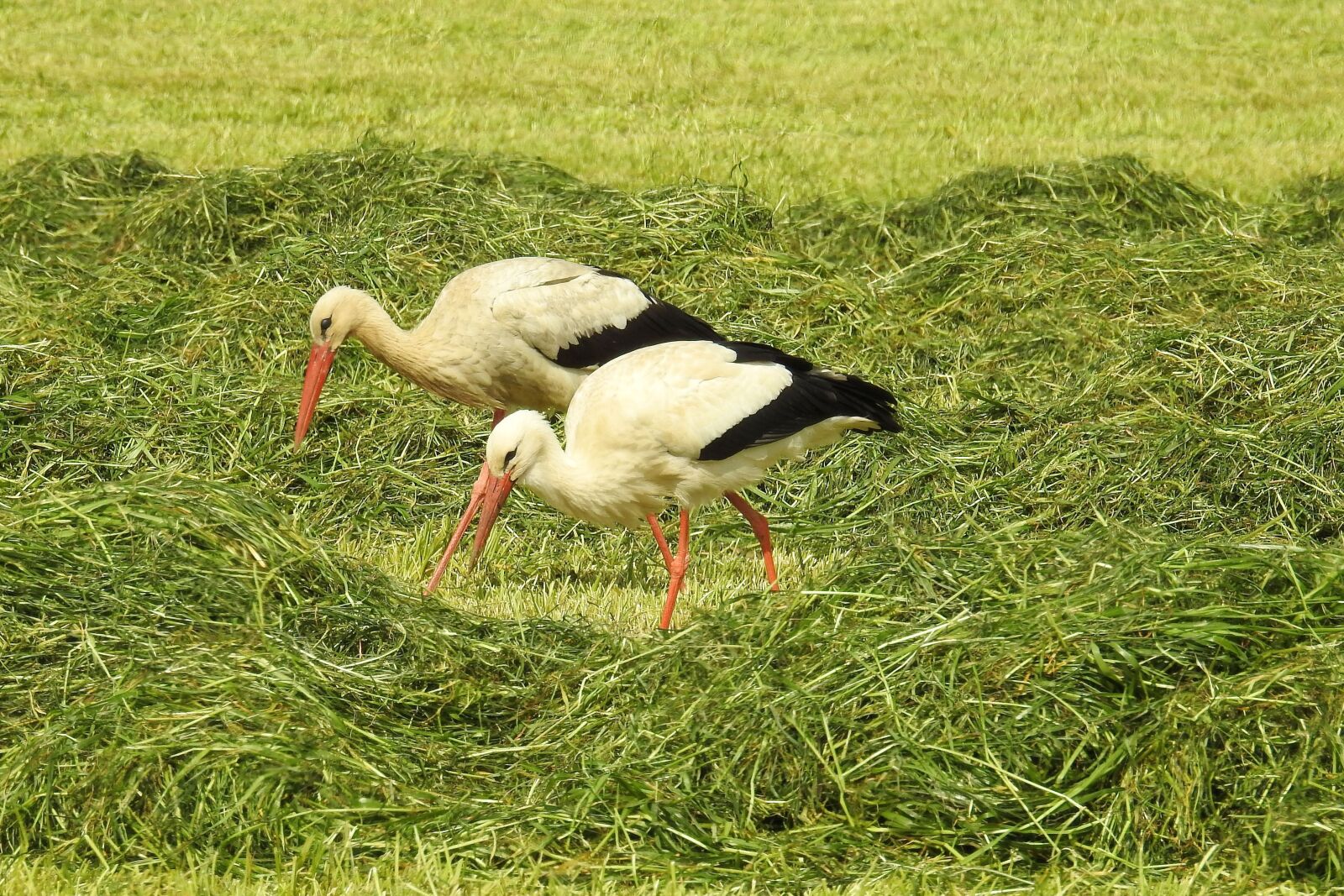 Nikon Coolpix P900 sample photo. Grass, bird, nature photography
