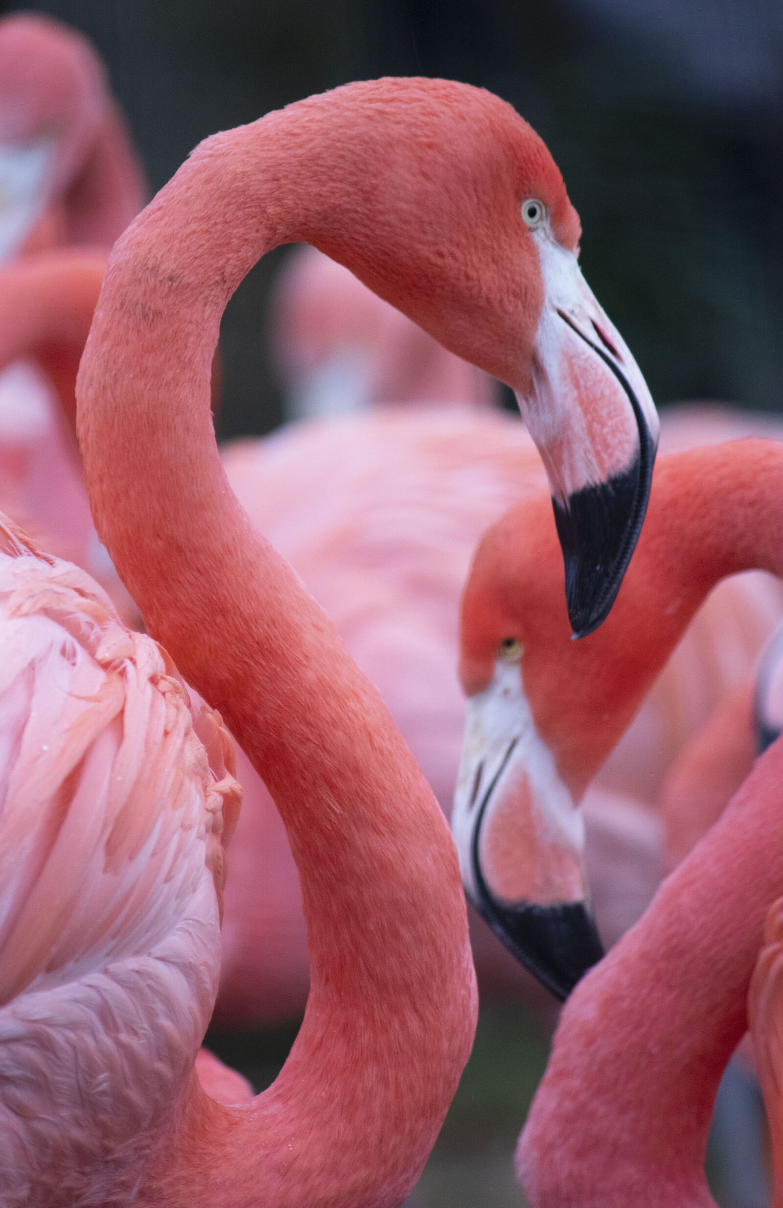 Canon EF-S 55-250mm F4-5.6 IS sample photo. Flamingo, pink, bird photography