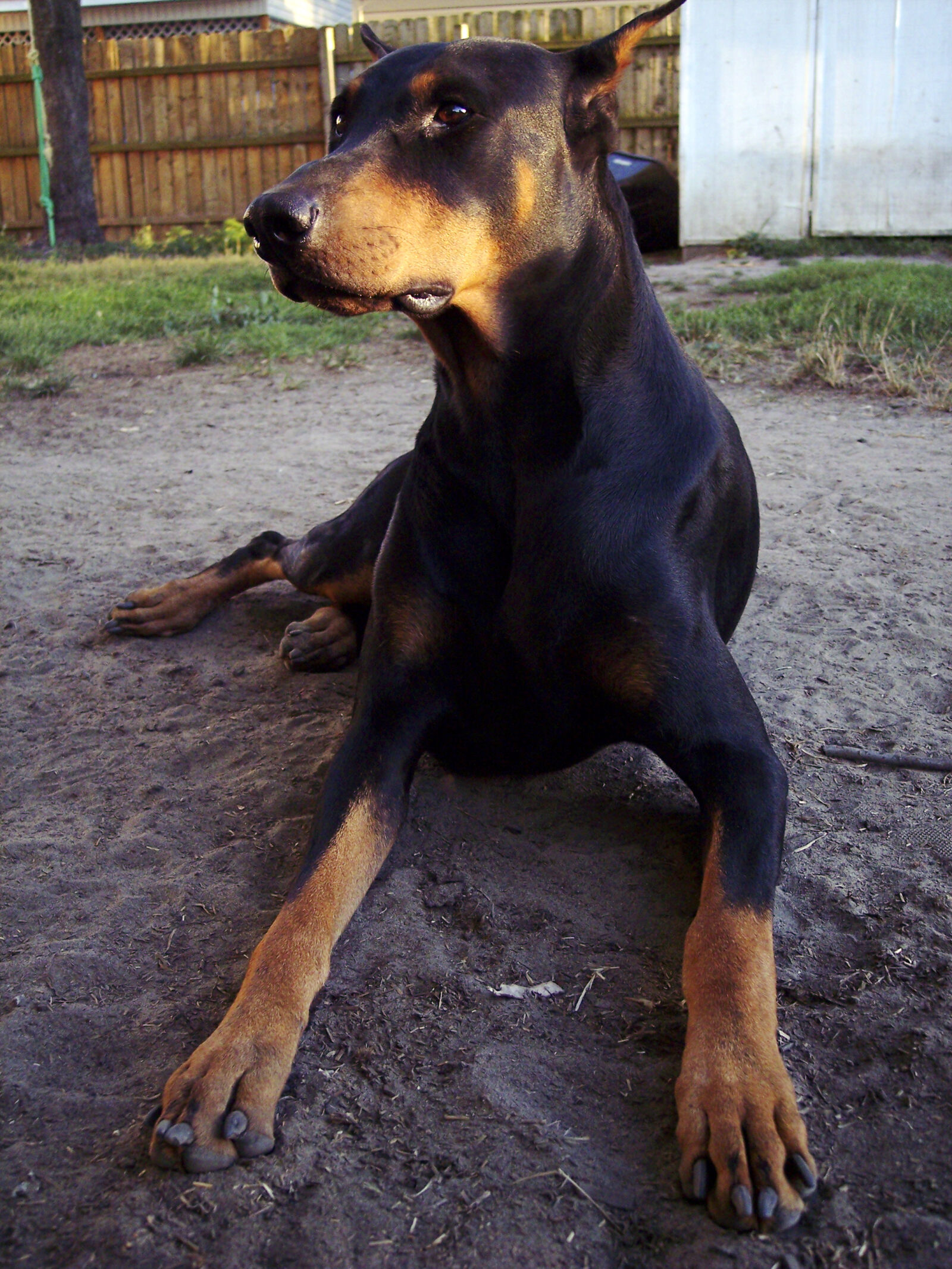 Kodak DX7630 ZOOM DIGITAL CAMERA sample photo. Doberman, dog photography