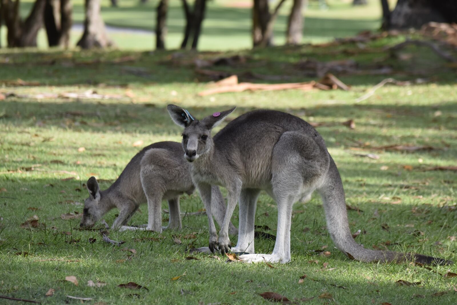 Nikon D5500 sample photo. Australia, kangaroo, nature photography