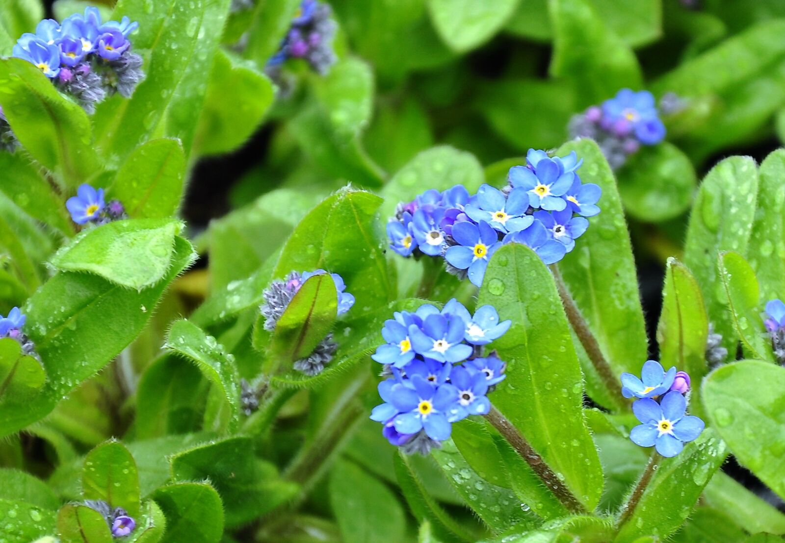 Nikon D90 sample photo. K knefelejcs, spring flower photography