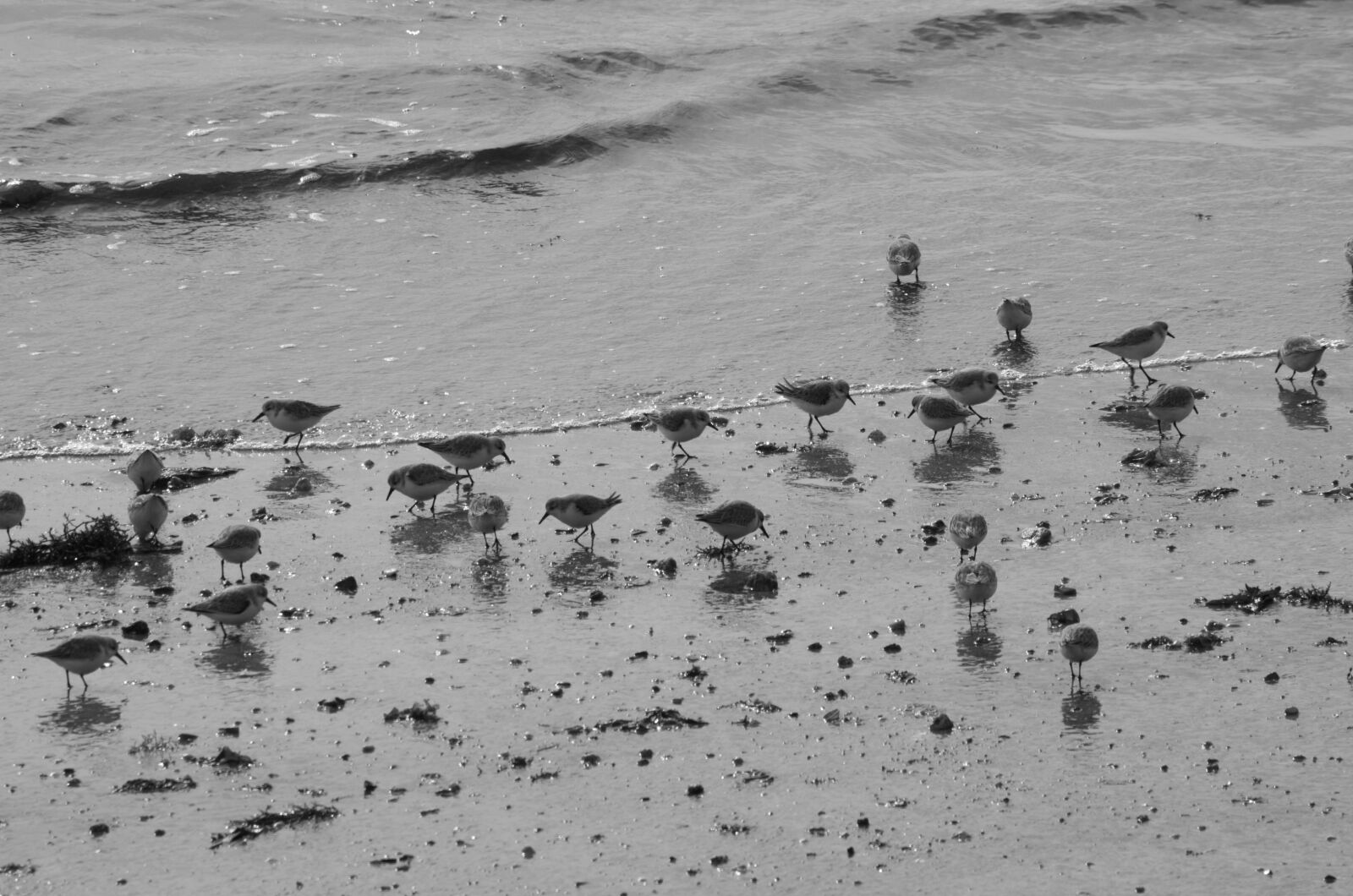 Nikon D5100 sample photo. Animalier, faune, gravelots, la photography