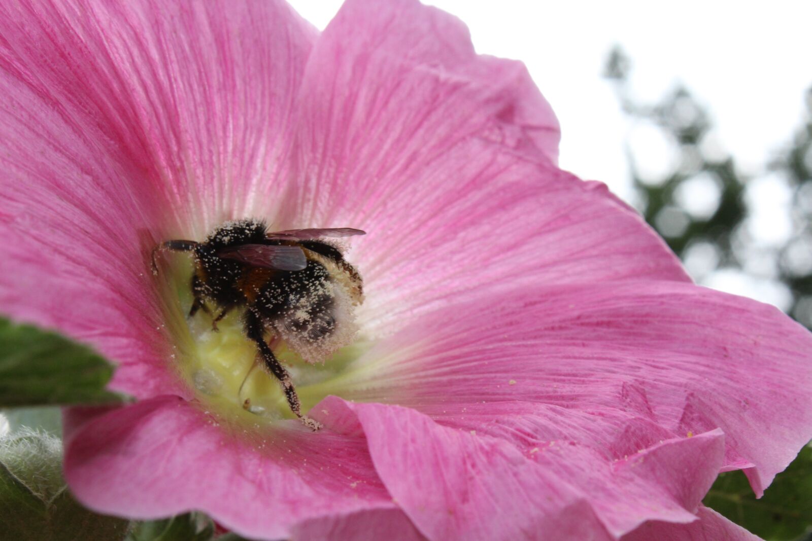 Canon EOS 1300D (EOS Rebel T6 / EOS Kiss X80) sample photo. Flower, hollyhock, in photography