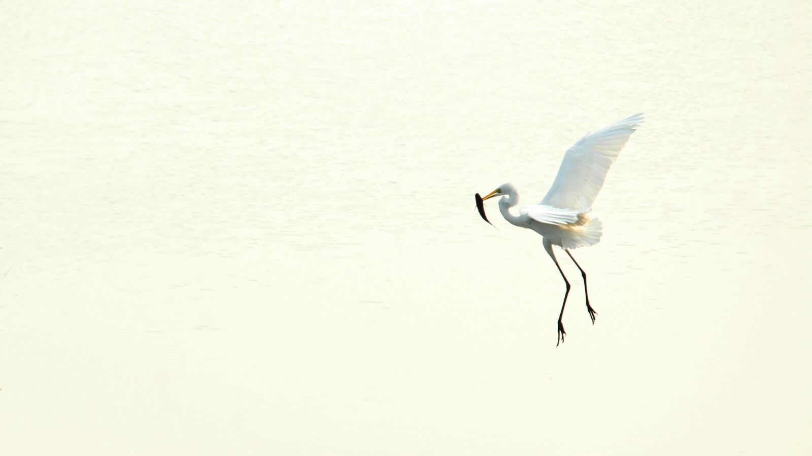 Canon EOS 1300D (EOS Rebel T6 / EOS Kiss X80) sample photo. Kerala, india, whiskered tern photography