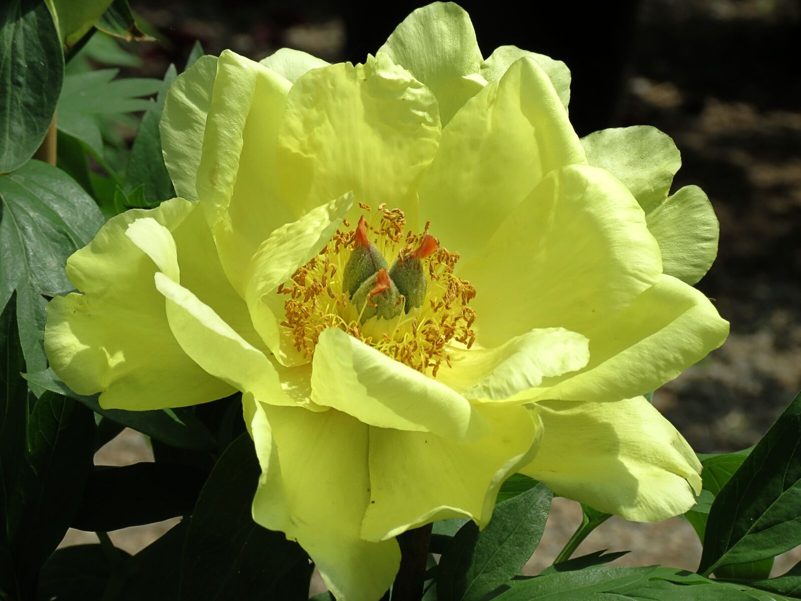 4.3 - 150.5 mm sample photo. Garden, cool, color photography