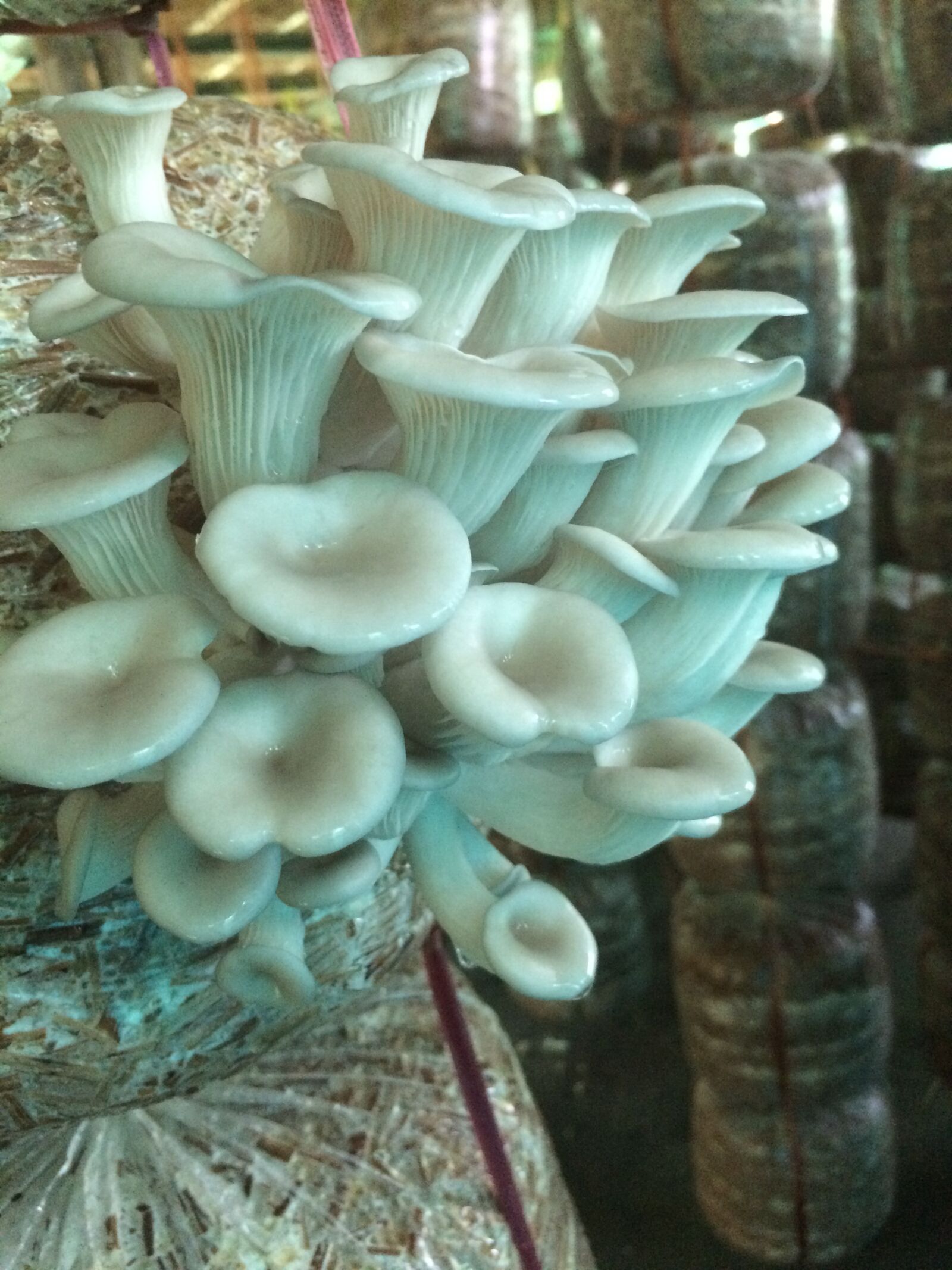 iPhone 5s back camera 4.15mm f/2.2 sample photo. Mushroom, agriculture, natural photography