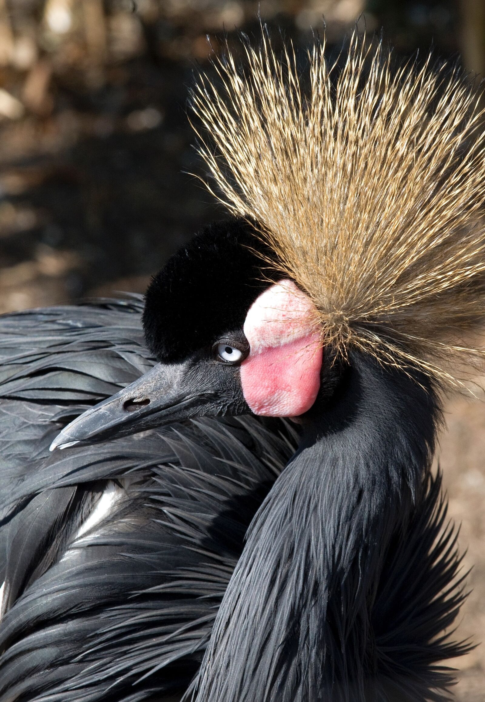 Nikon D3S sample photo. Grey crowned crane, birds photography