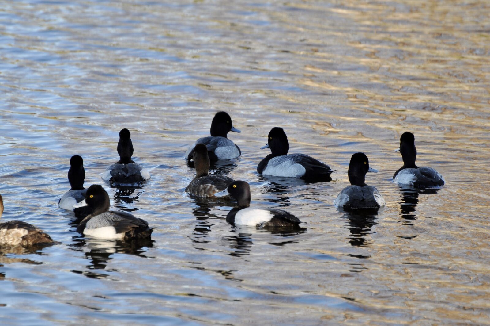 Nikon D90 sample photo. Ducks, water, bird photography