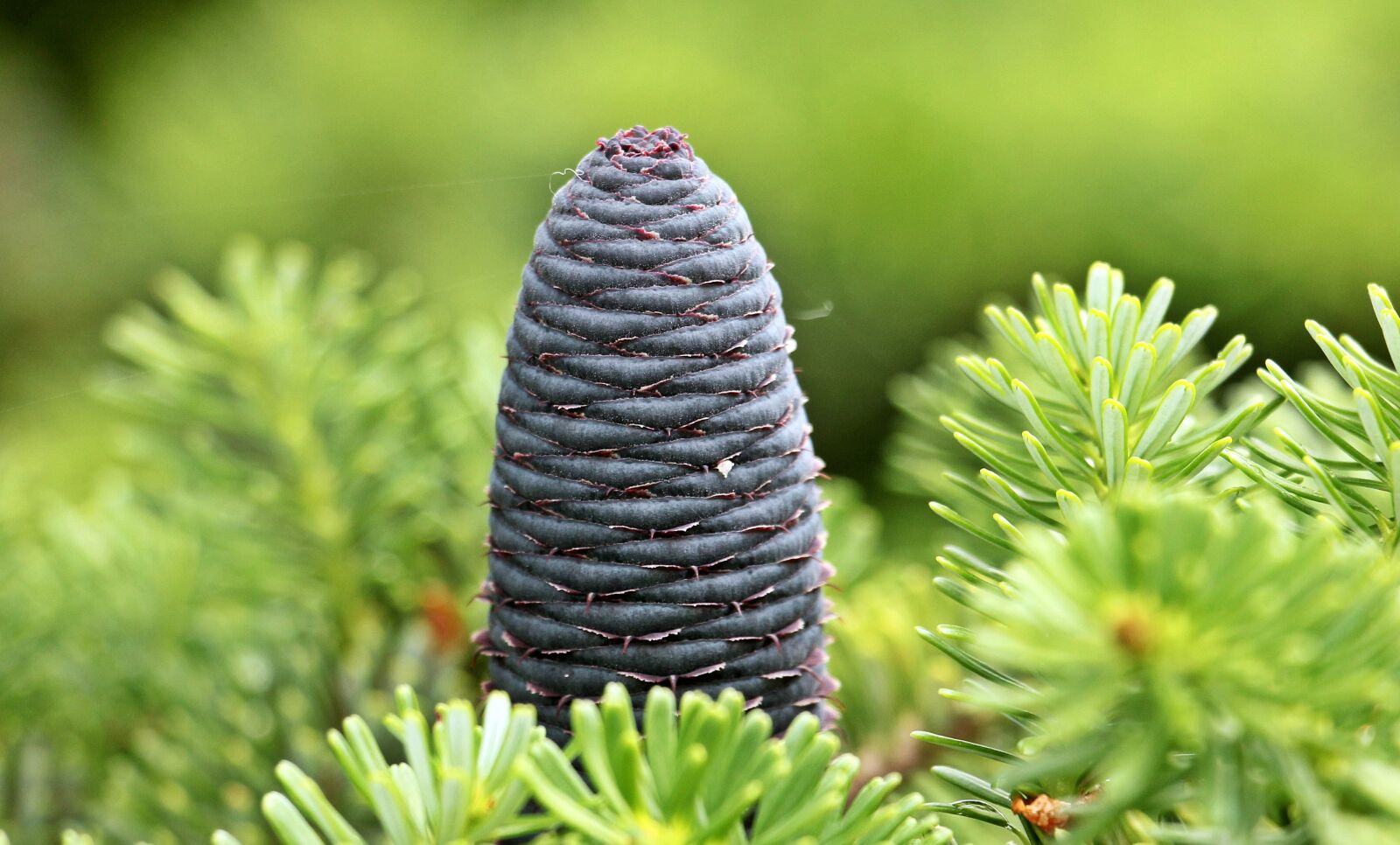 Canon EOS 550D (EOS Rebel T2i / EOS Kiss X4) sample photo. Fir tree, pine cones photography