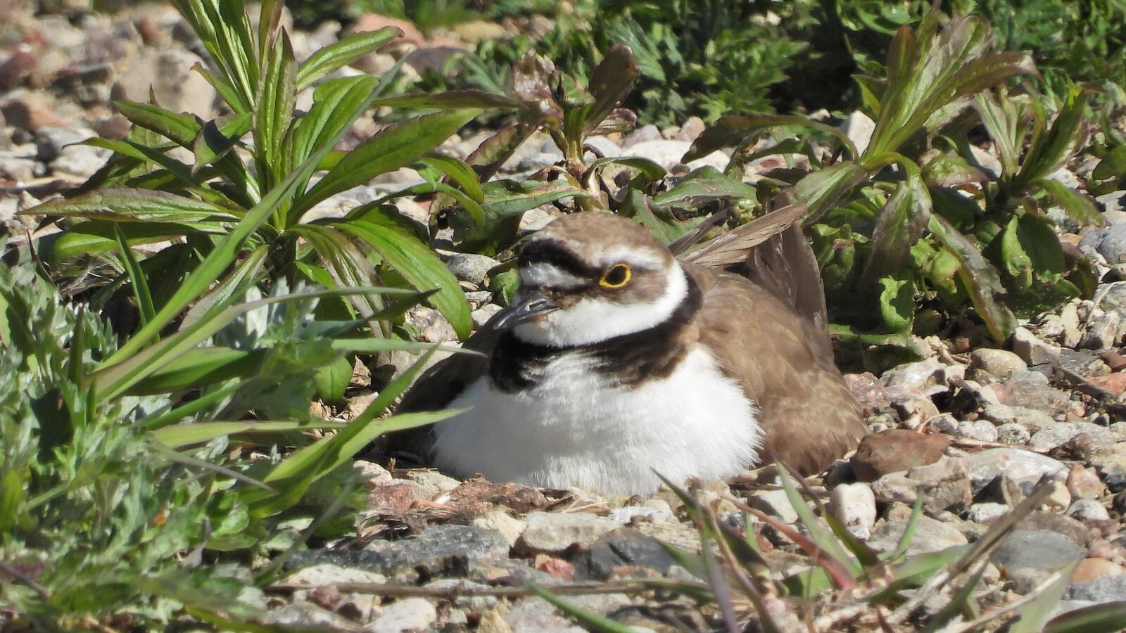 Nikon Coolpix P1000 sample photo. Charadrius dubius, small plover photography