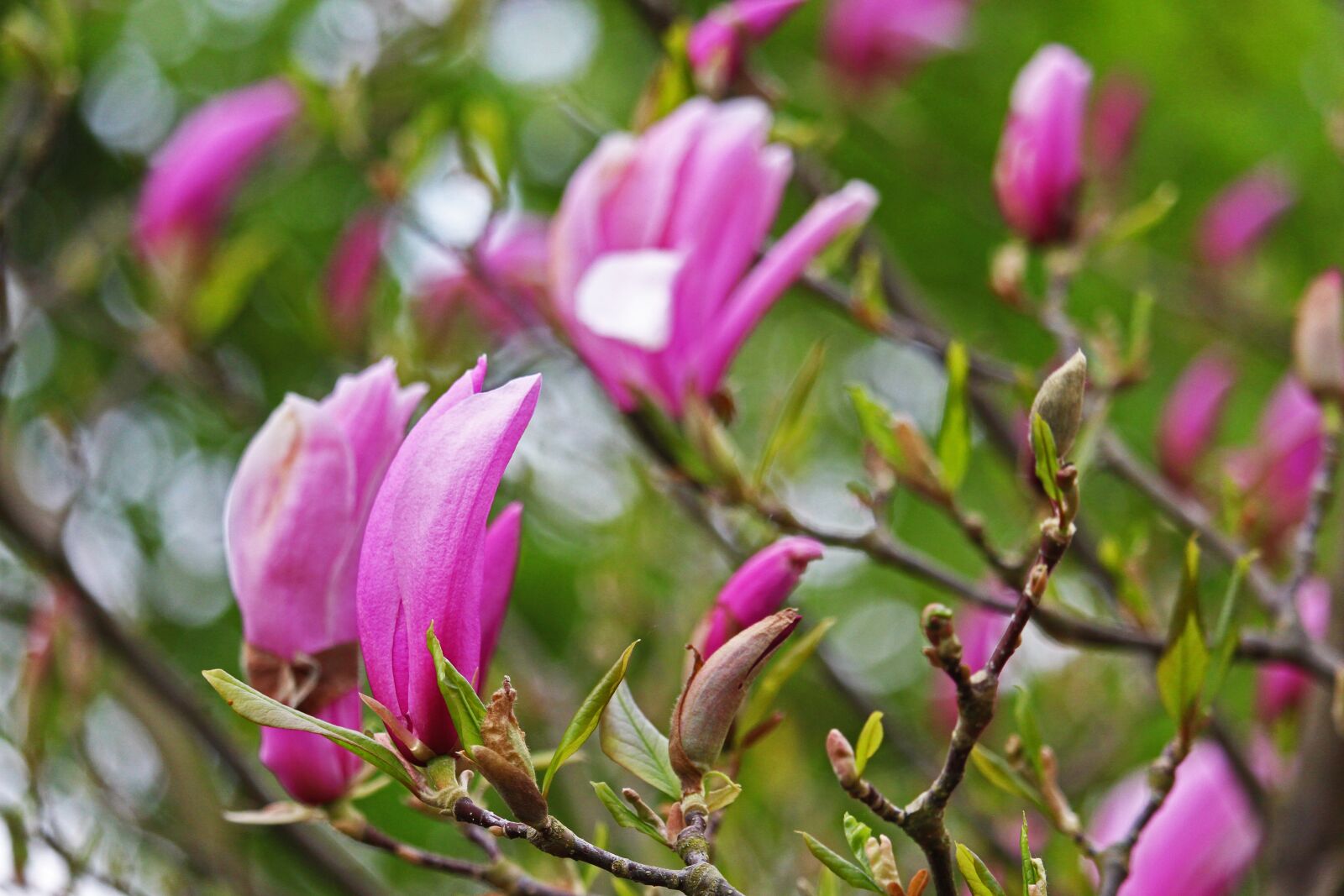 Canon EF-S 55-250mm F4-5.6 IS STM sample photo. Magnolia, magnolia tree, spring photography