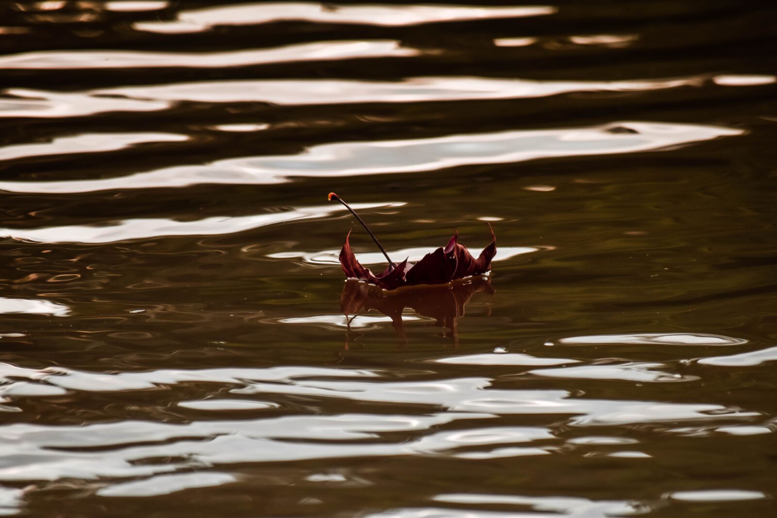 Nikon D5500 sample photo. Leaf, water, nature photography