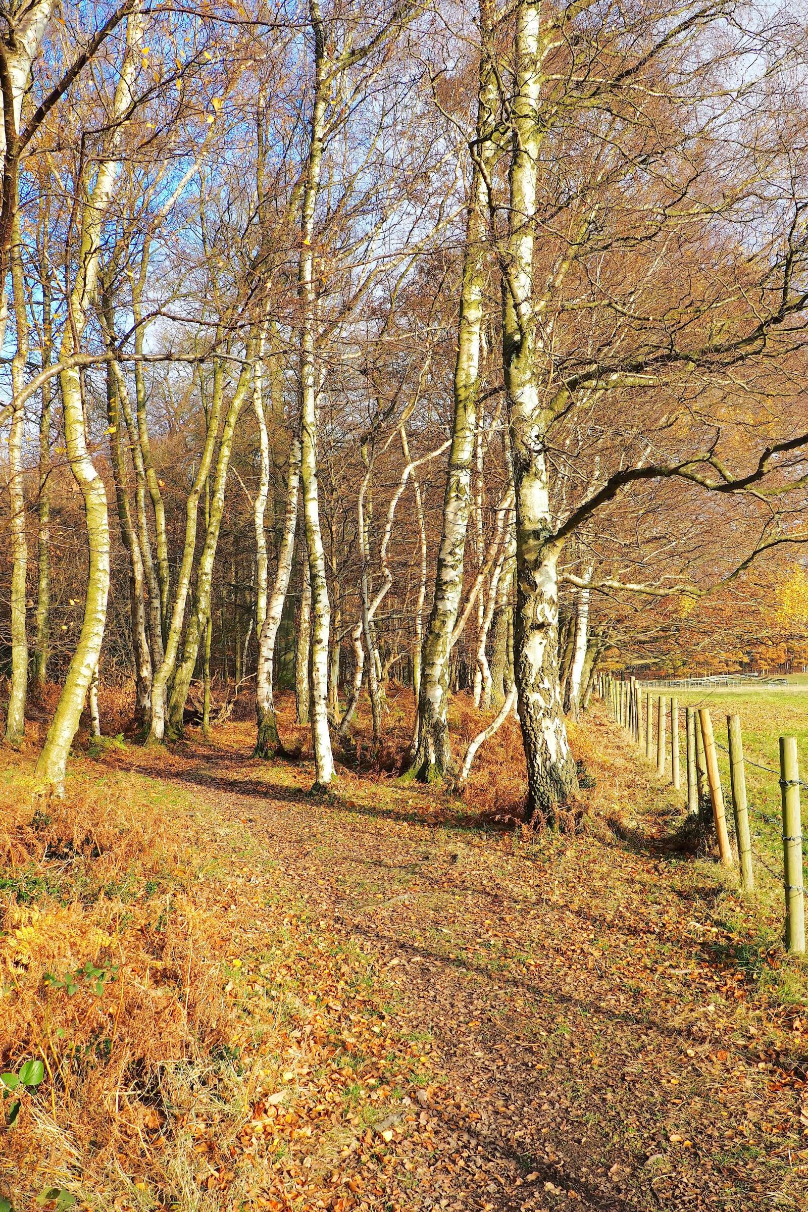 Olympus OM-D E-M10 II sample photo. Wood, tree, autumn photography