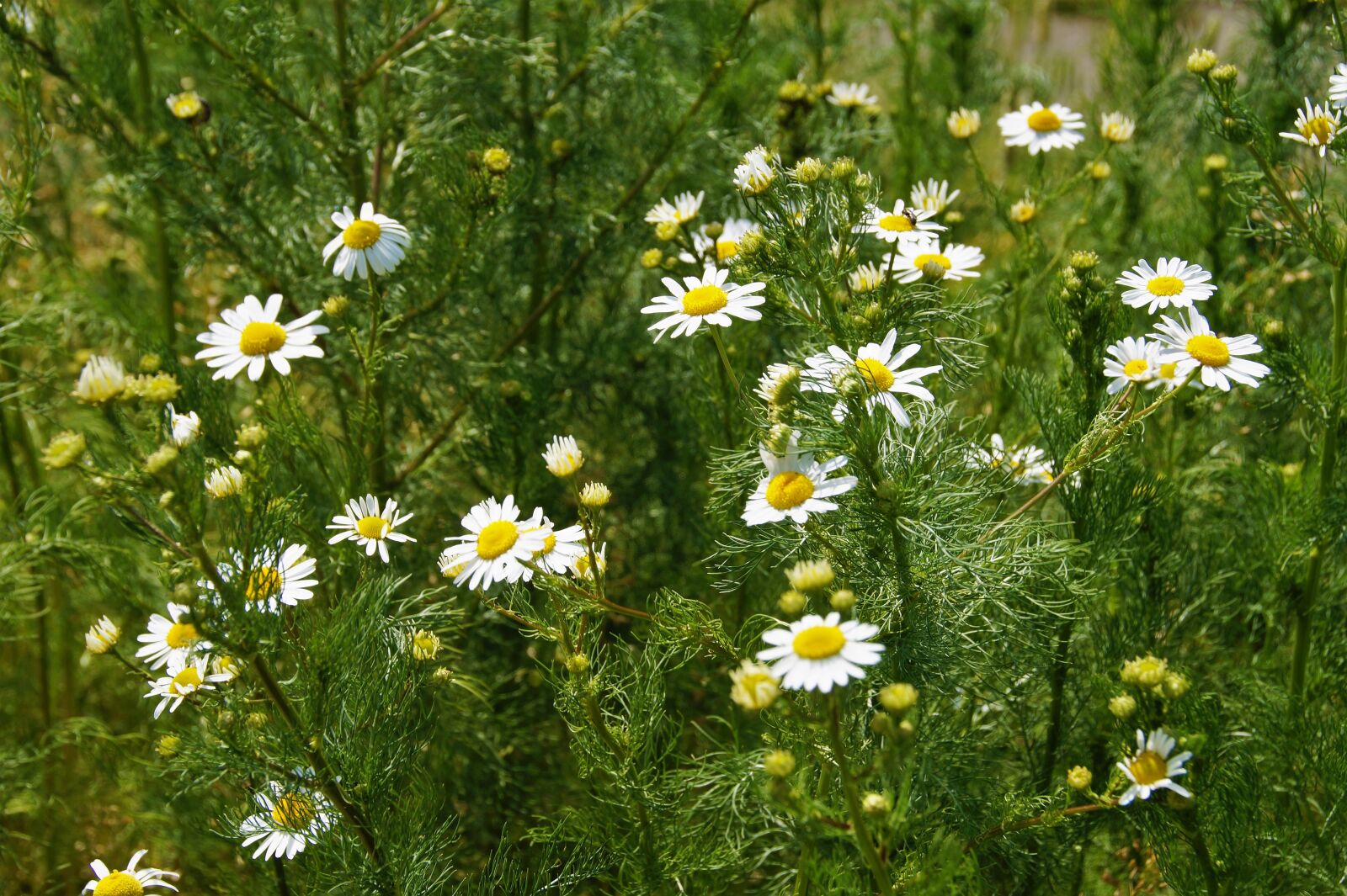 Sony SLT-A58 sample photo. An anthemis, chamomile, wrong photography