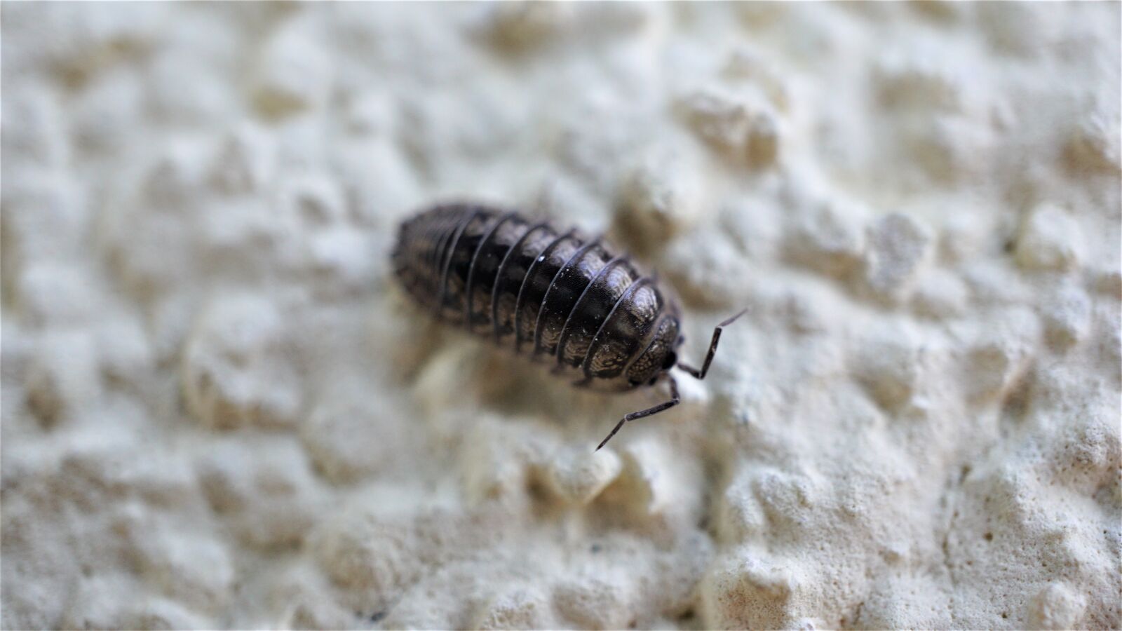 Sony a6000 sample photo. Porcellio scaber, insect, macro photography