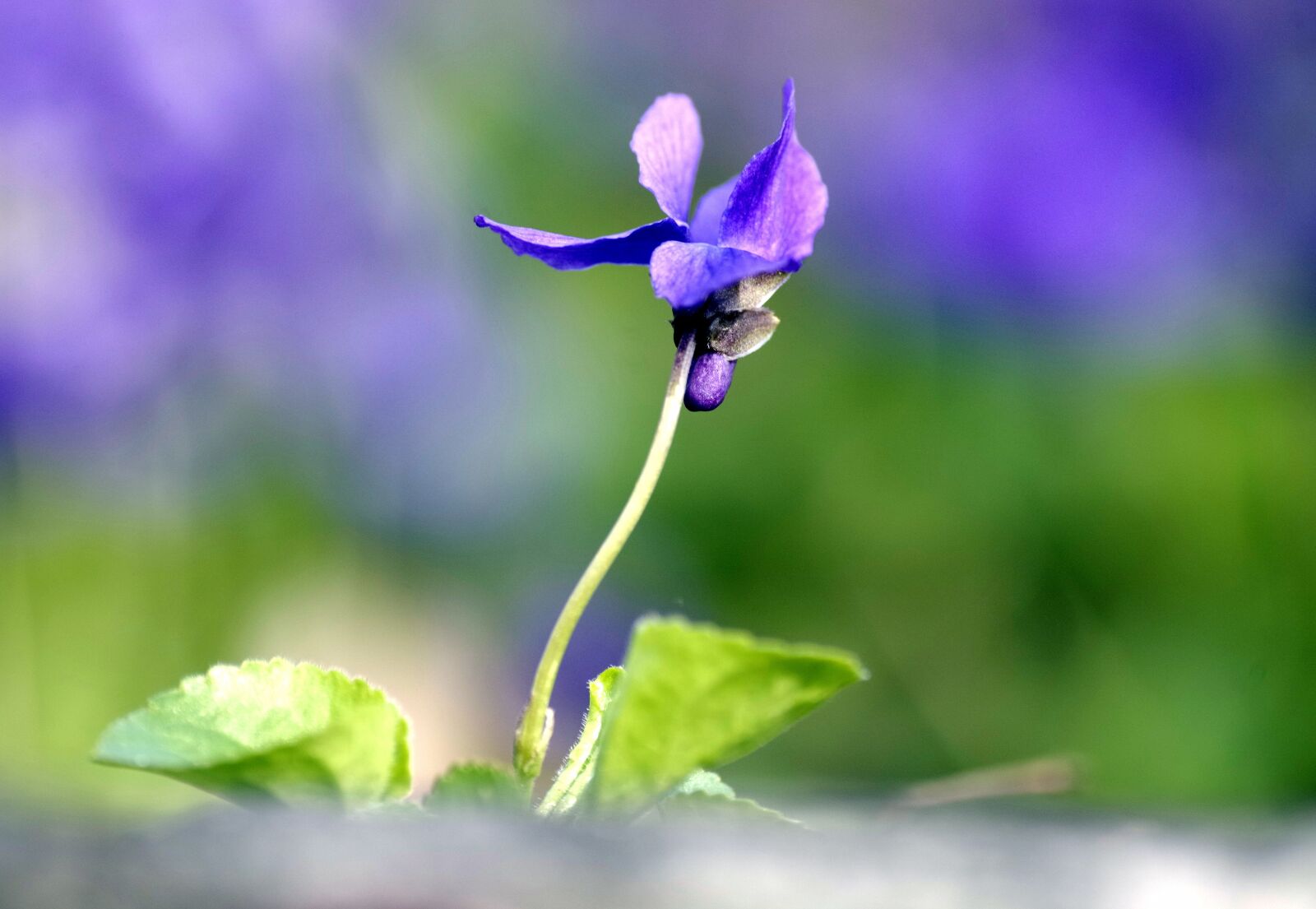 Pentax K-30 sample photo. Flower, tender, violet photography