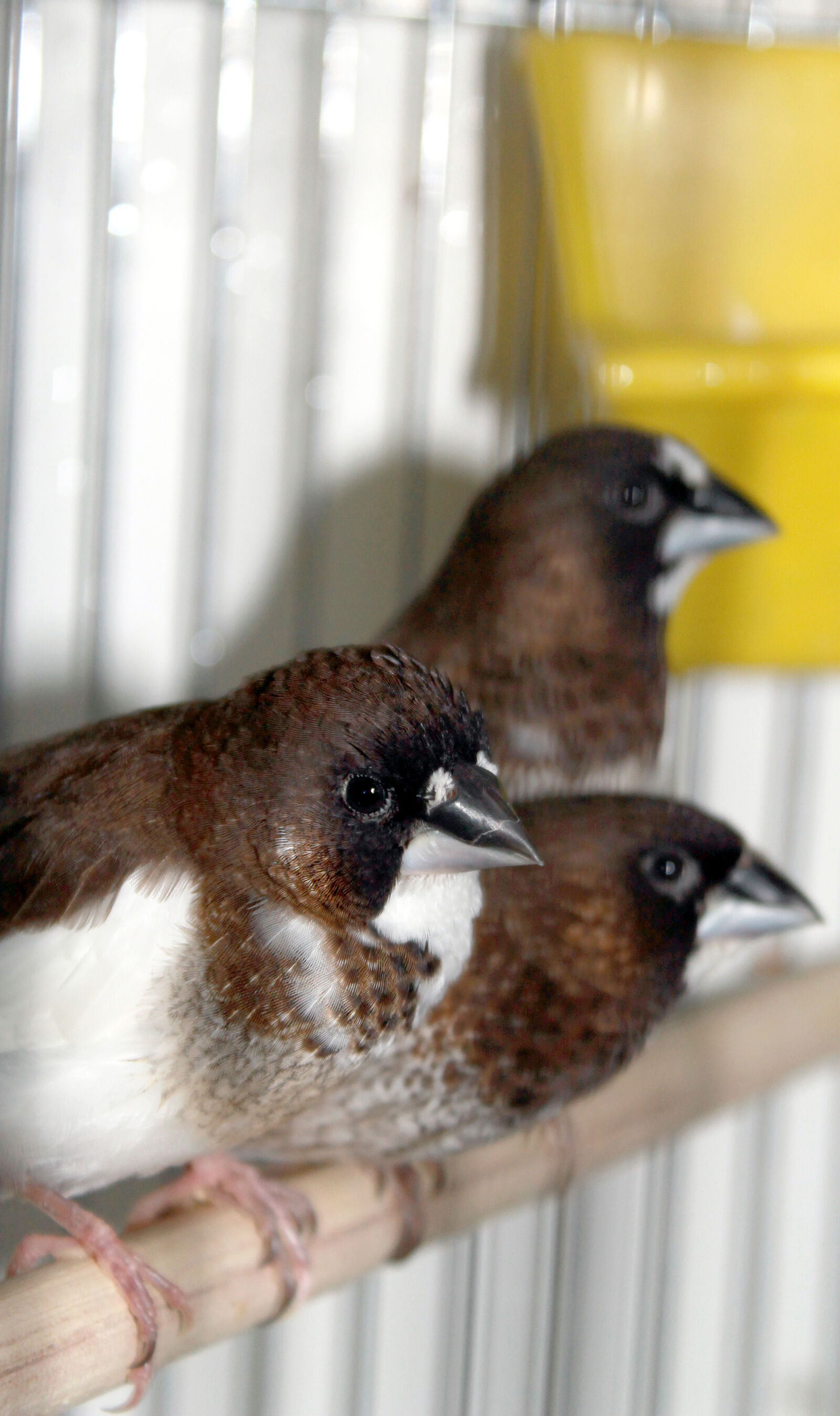 Canon EOS 1100D (EOS Rebel T3 / EOS Kiss X50) sample photo. Bird, finch, japanese, finch photography