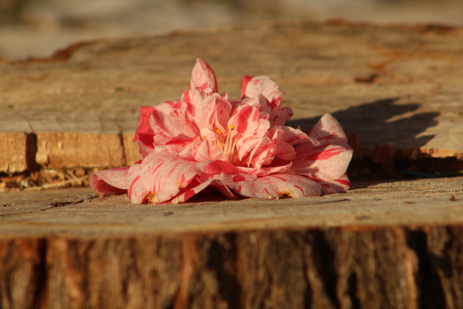 Canon EF 75-300mm f/4-5.6 sample photo. Desflorestacao, flor, rosa, tronco photography