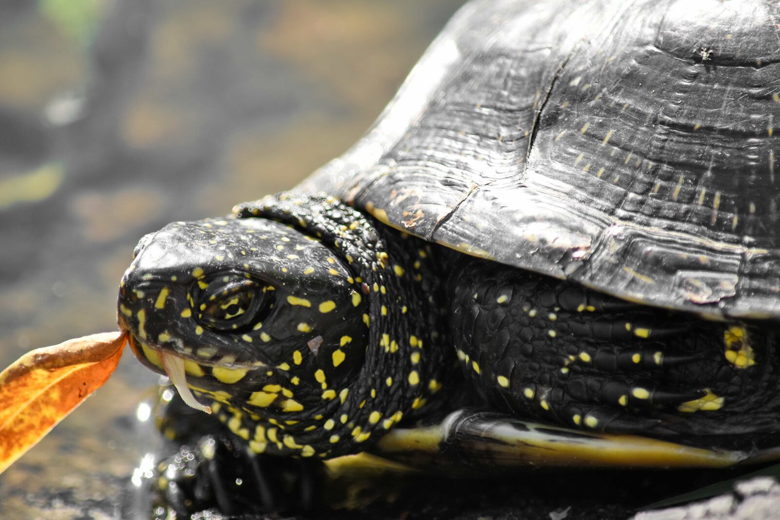 Nikon D5500 sample photo. Amphibia, reptile, tortoise, turtle photography