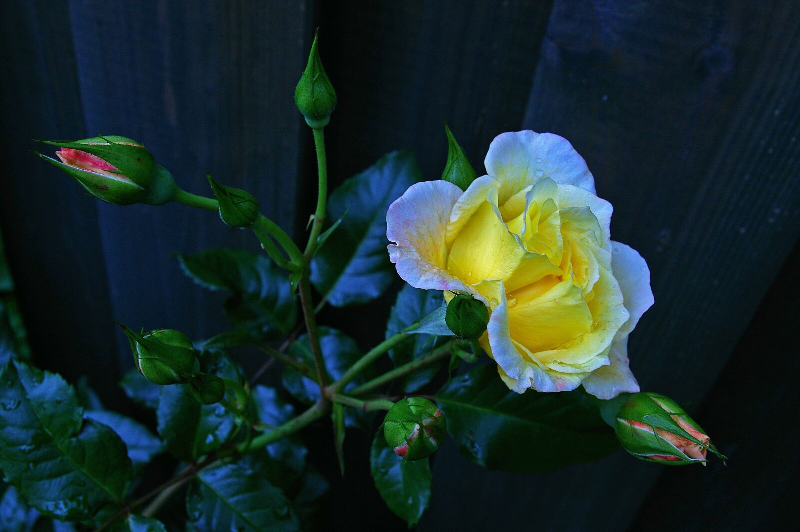 Pentax *ist DL2 sample photo. Rose, tender, flower bed photography