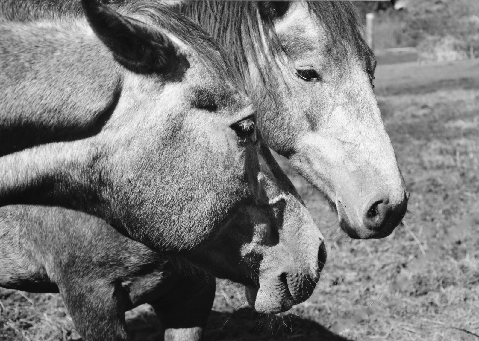 Nikon D5200 sample photo. Horses, head horse, portrait photography