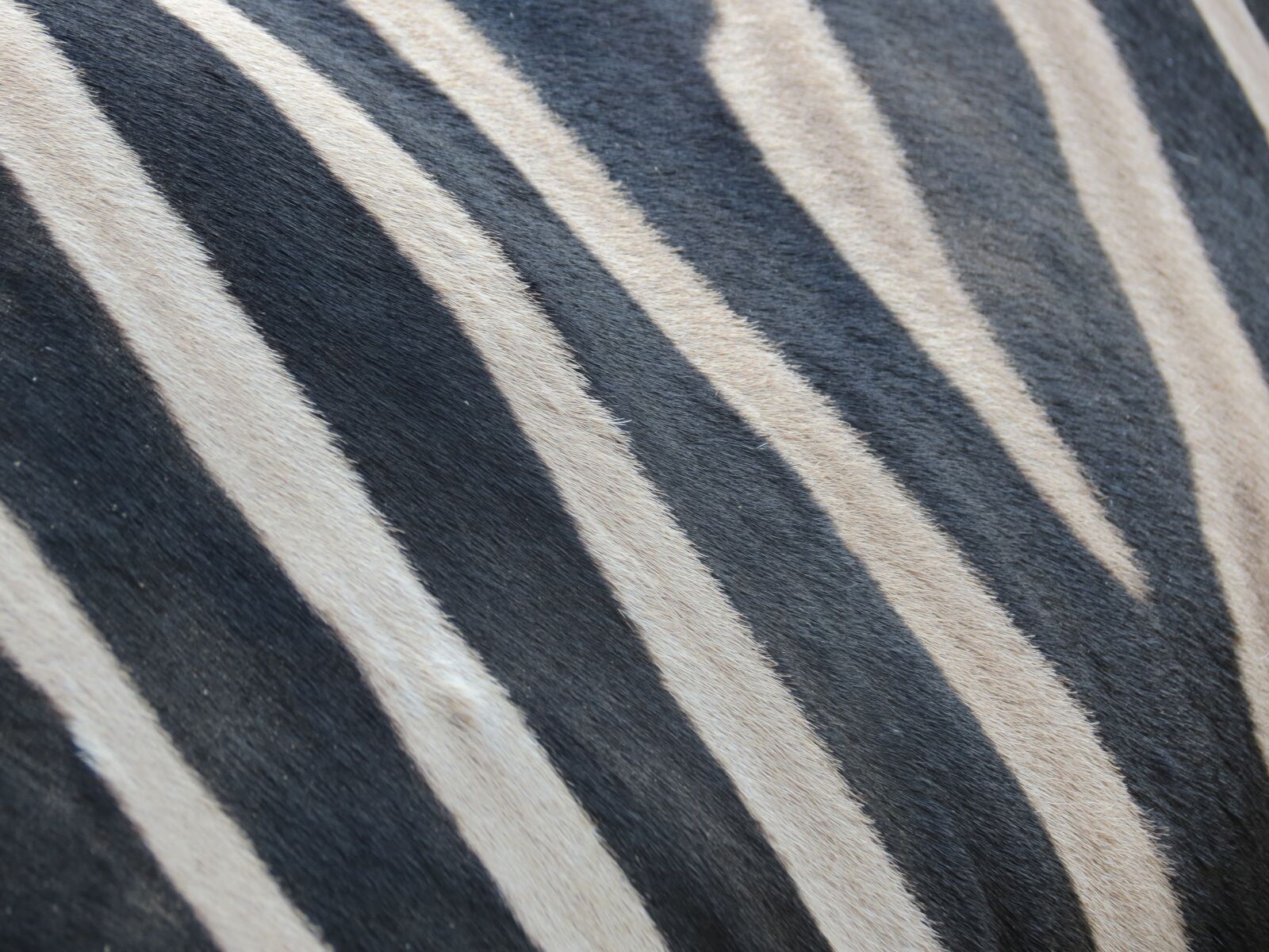 Canon PowerShot SX40 HS sample photo. Highlights, zebra, black and photography