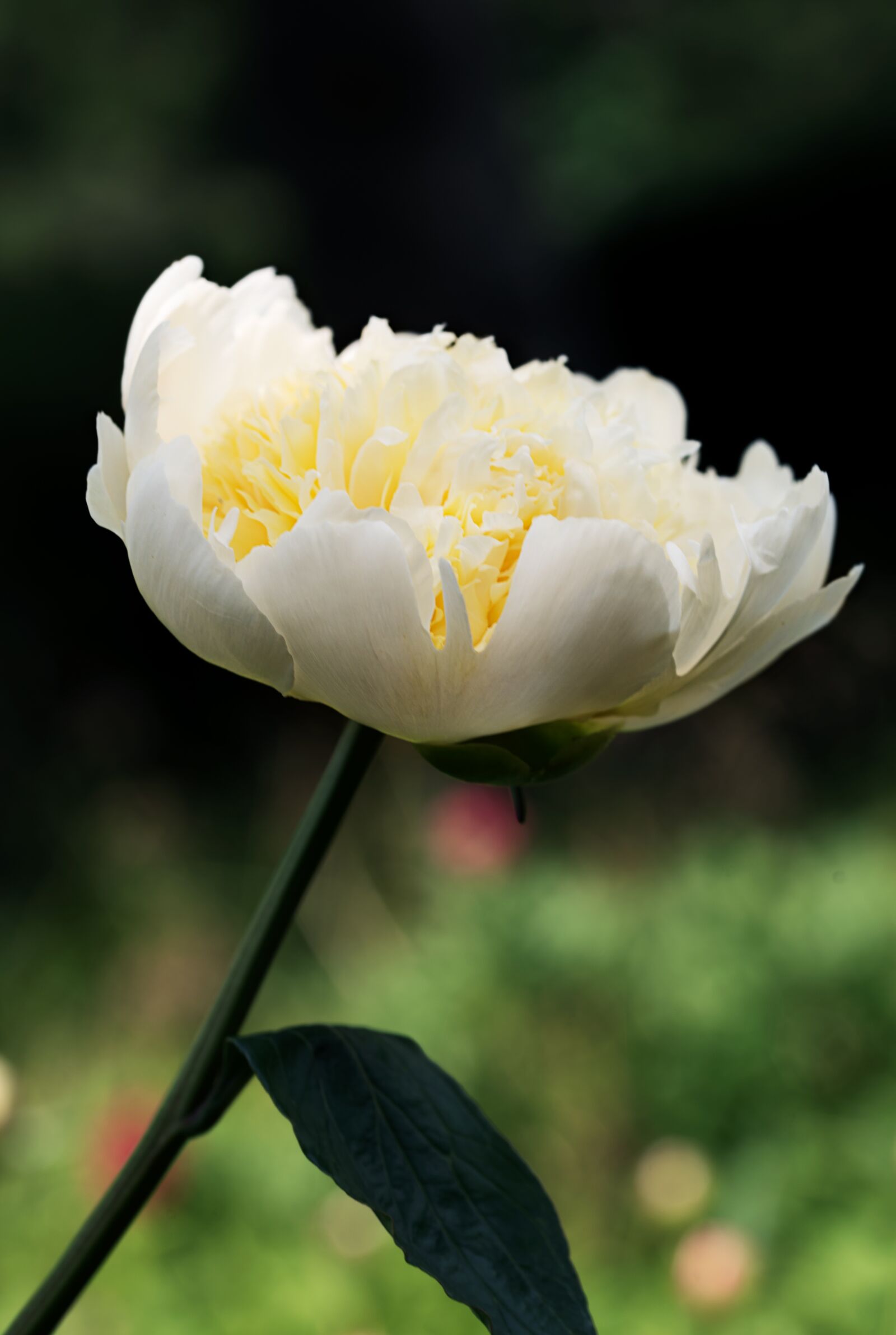Nikon D750 sample photo. Peony, flower, summer photography