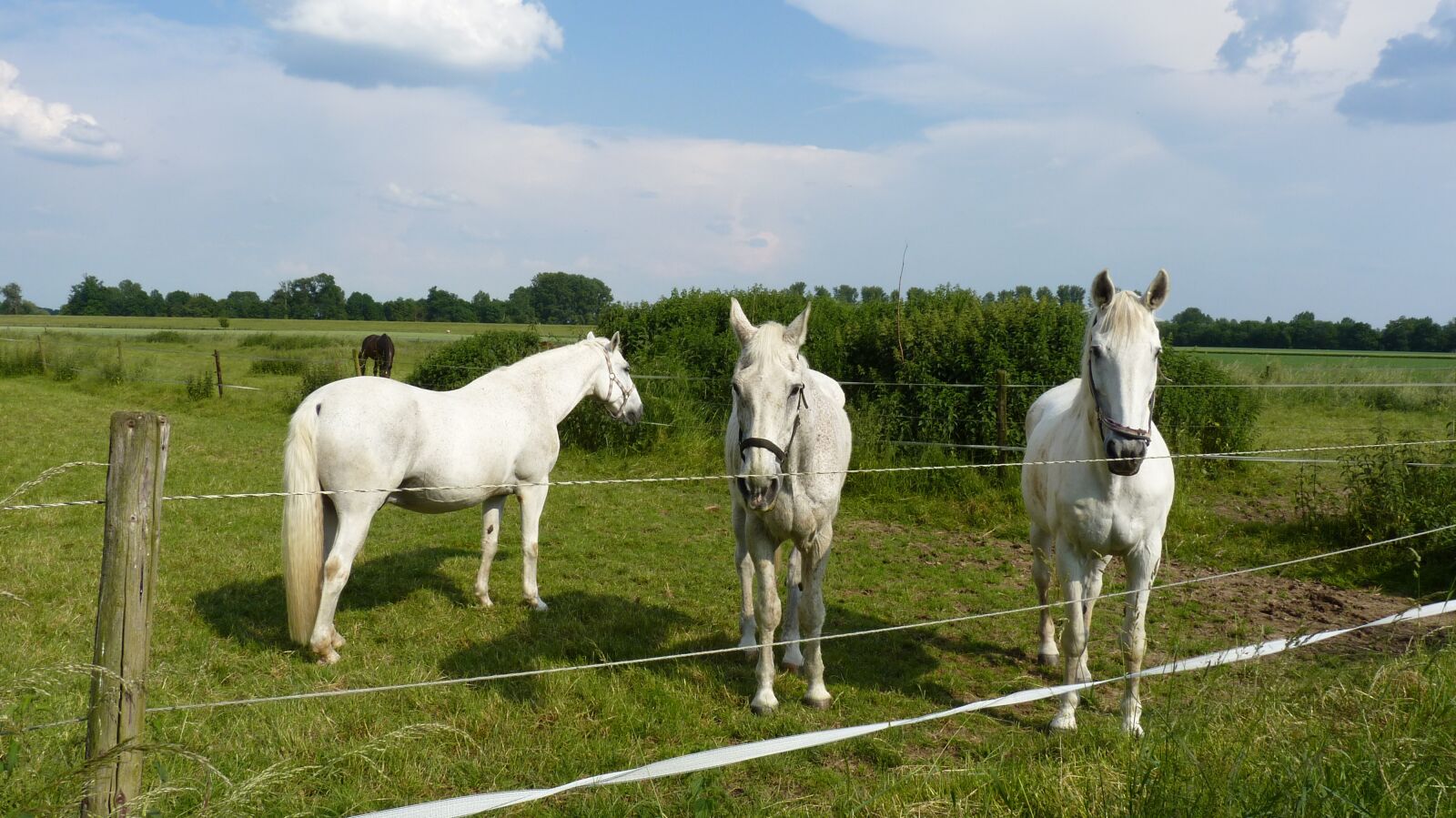 Panasonic Lumix DMC-FZ35 (Lumix DMC-FZ38) sample photo. Animal, horses, mold photography