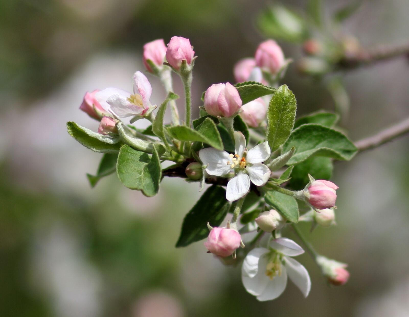 Canon EOS 700D (EOS Rebel T5i / EOS Kiss X7i) + Canon EF 85mm F1.8 USM sample photo. Flowers, pink, march photography