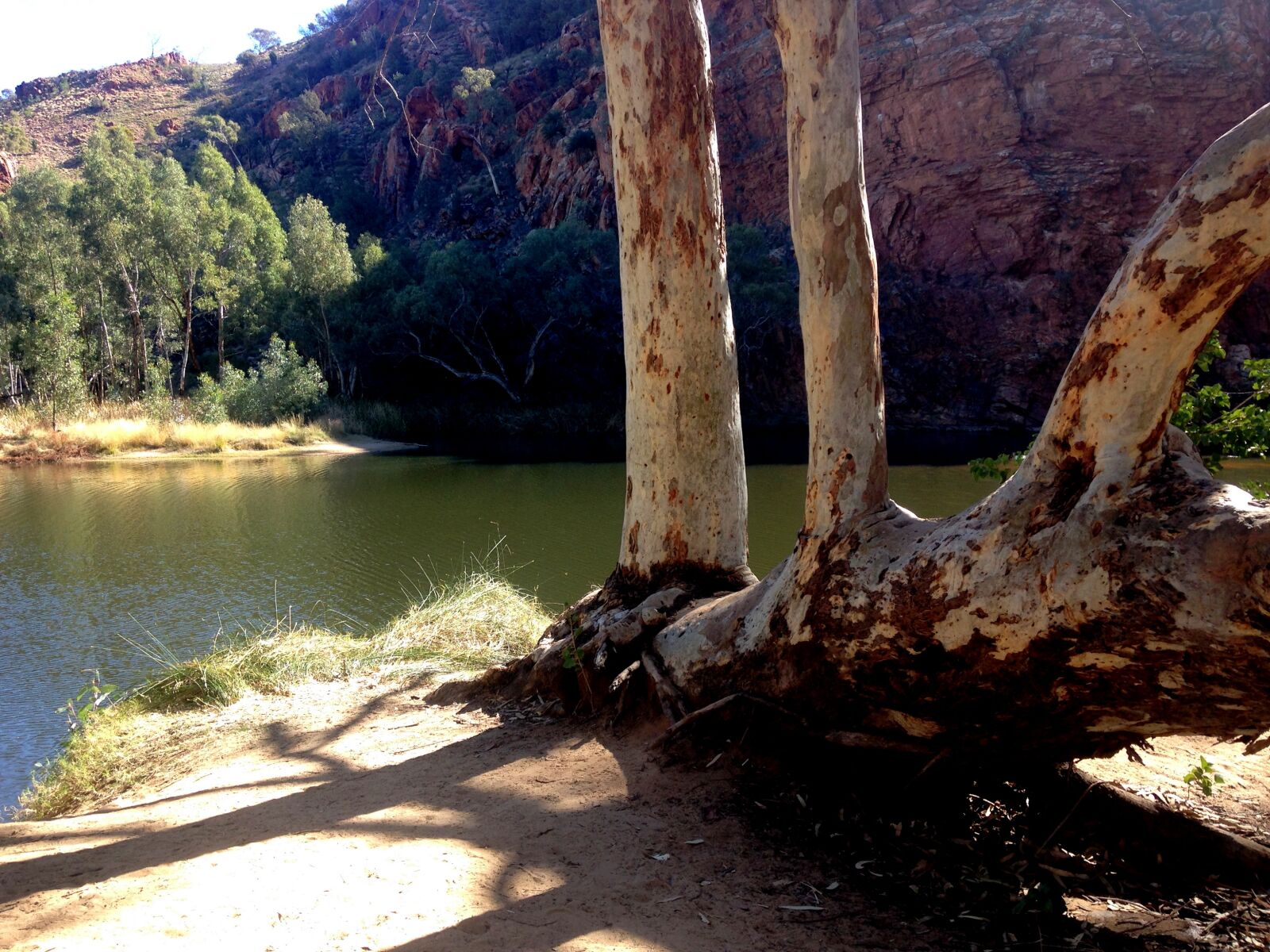 iPhone 5c back camera 4.12mm f/2.4 sample photo. Gum, trees, nature, outback photography