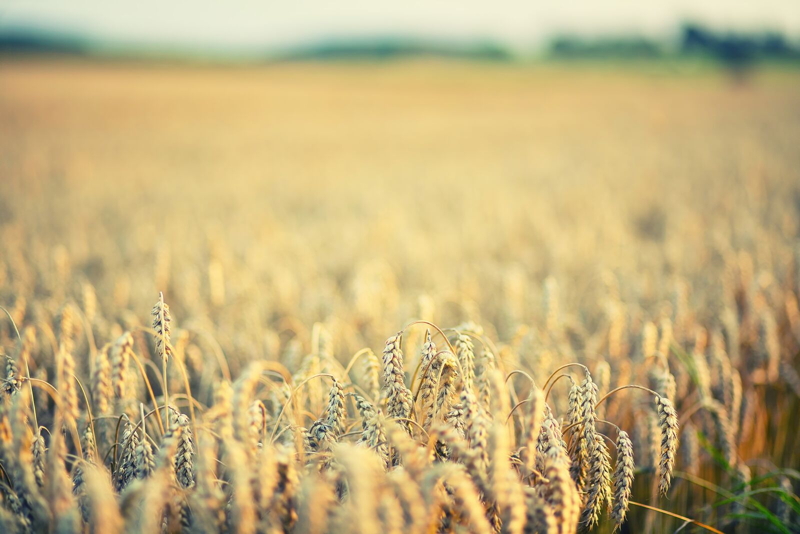 Canon EOS 5D sample photo. Cornfield, harvest, cereals photography