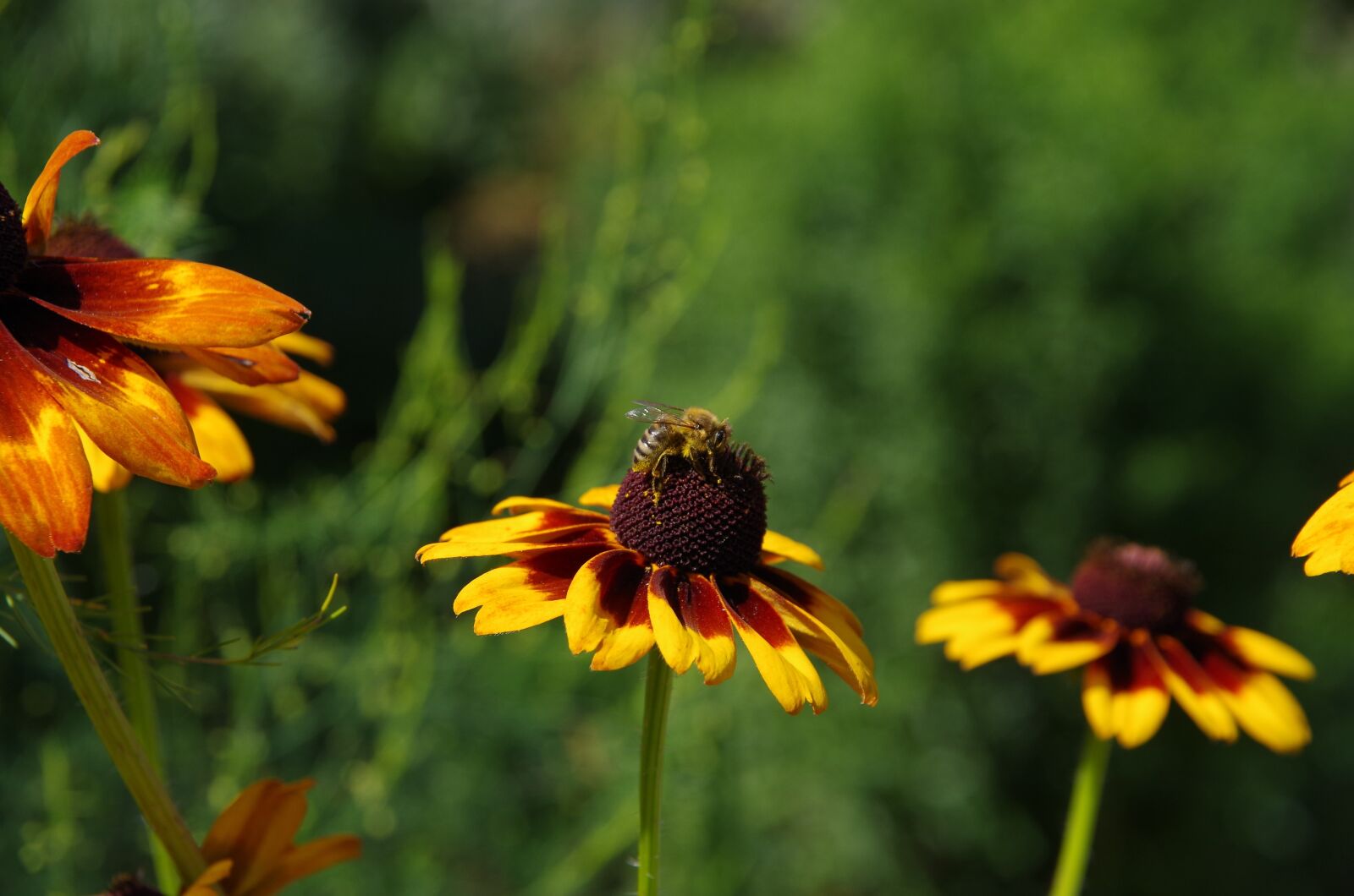 Pentax K-50 sample photo. Nature, flowers, meadow photography