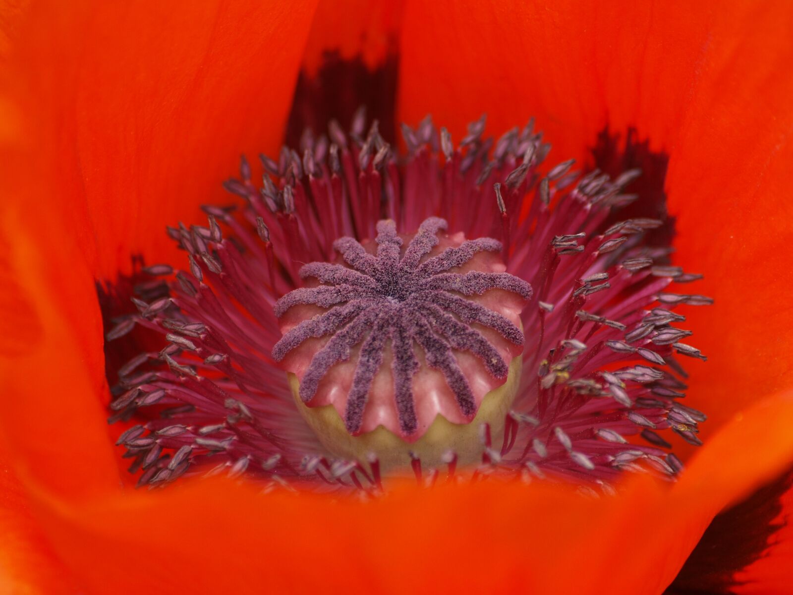 Olympus E-420 (EVOLT E-420) sample photo. Poppy, turkish poppy, oriental photography