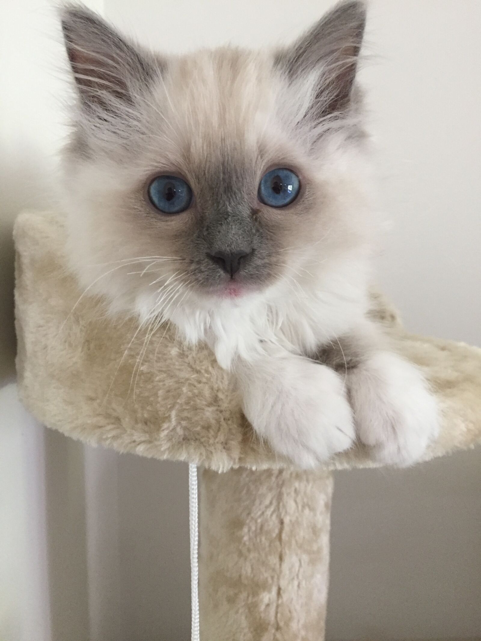 Apple iPhone 6 sample photo. Ragdoll, kitten, cat photography