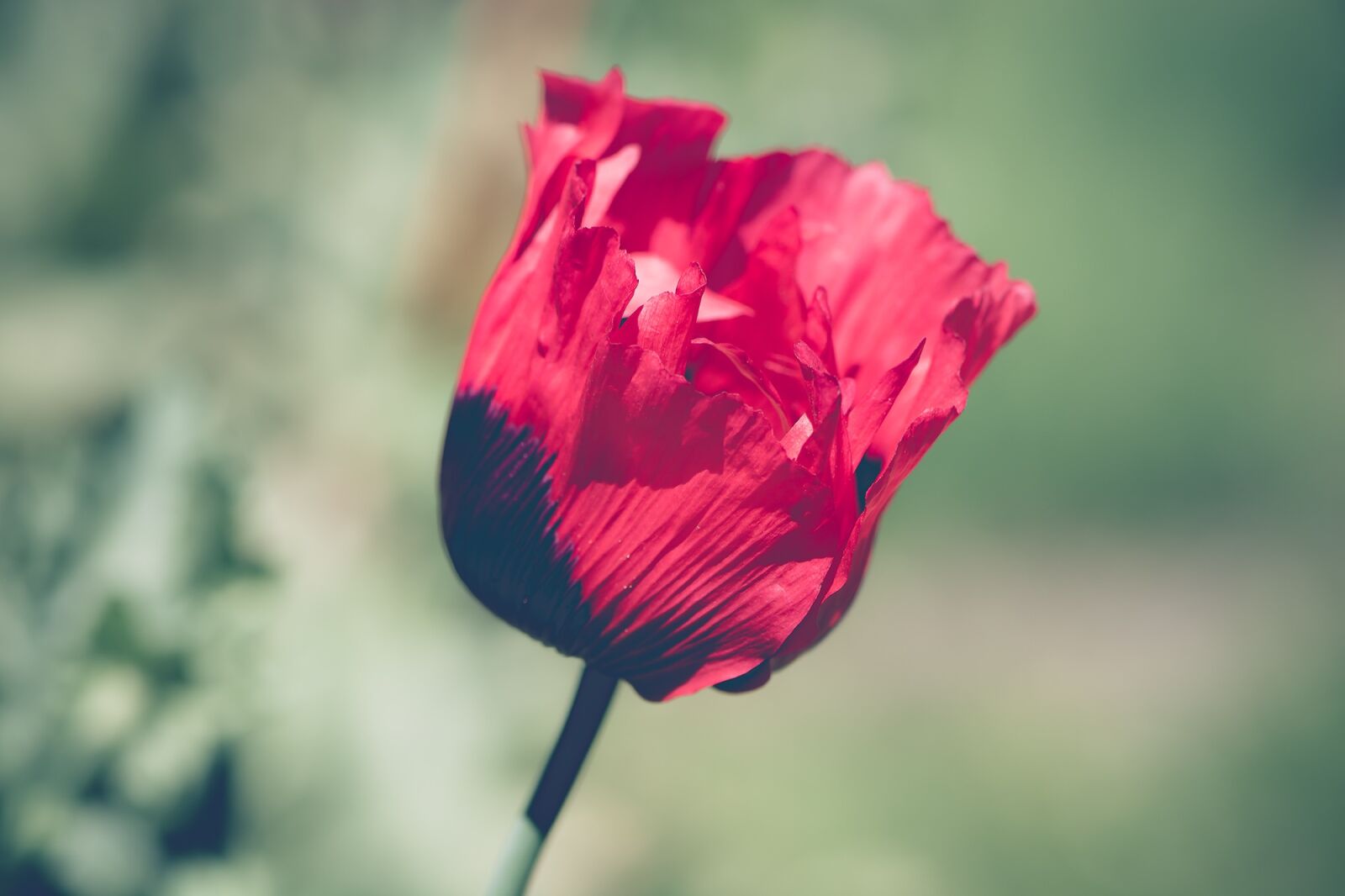 Nikon D7100 sample photo. Poppy, red, red poppy photography