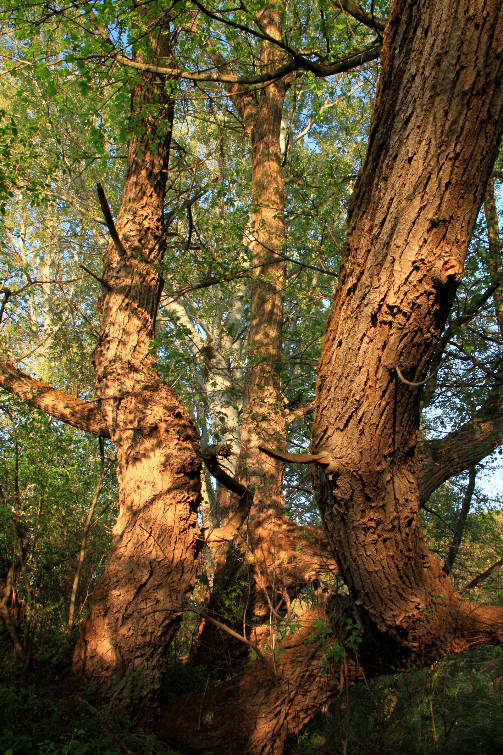 Canon EOS 500D (EOS Rebel T1i / EOS Kiss X3) sample photo. Bark, close-up, moss photography