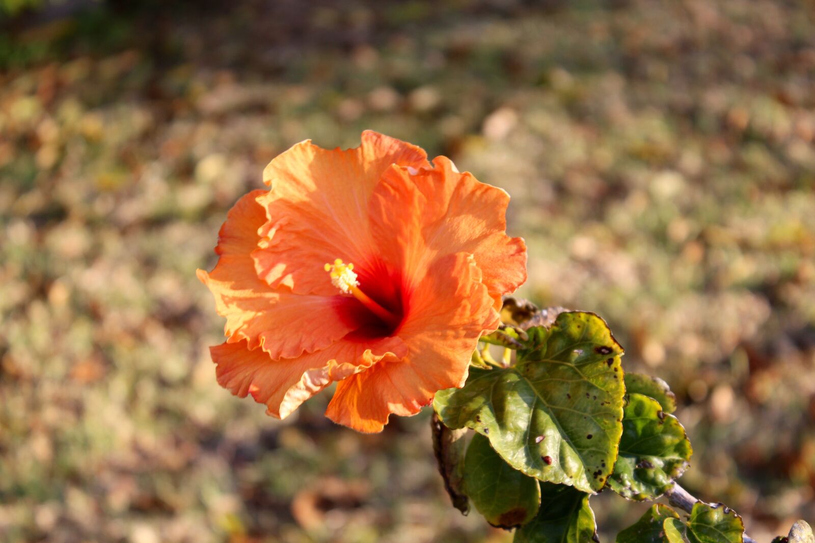 Canon EOS 600D (Rebel EOS T3i / EOS Kiss X5) sample photo. Hibiscus, flower, summer photography