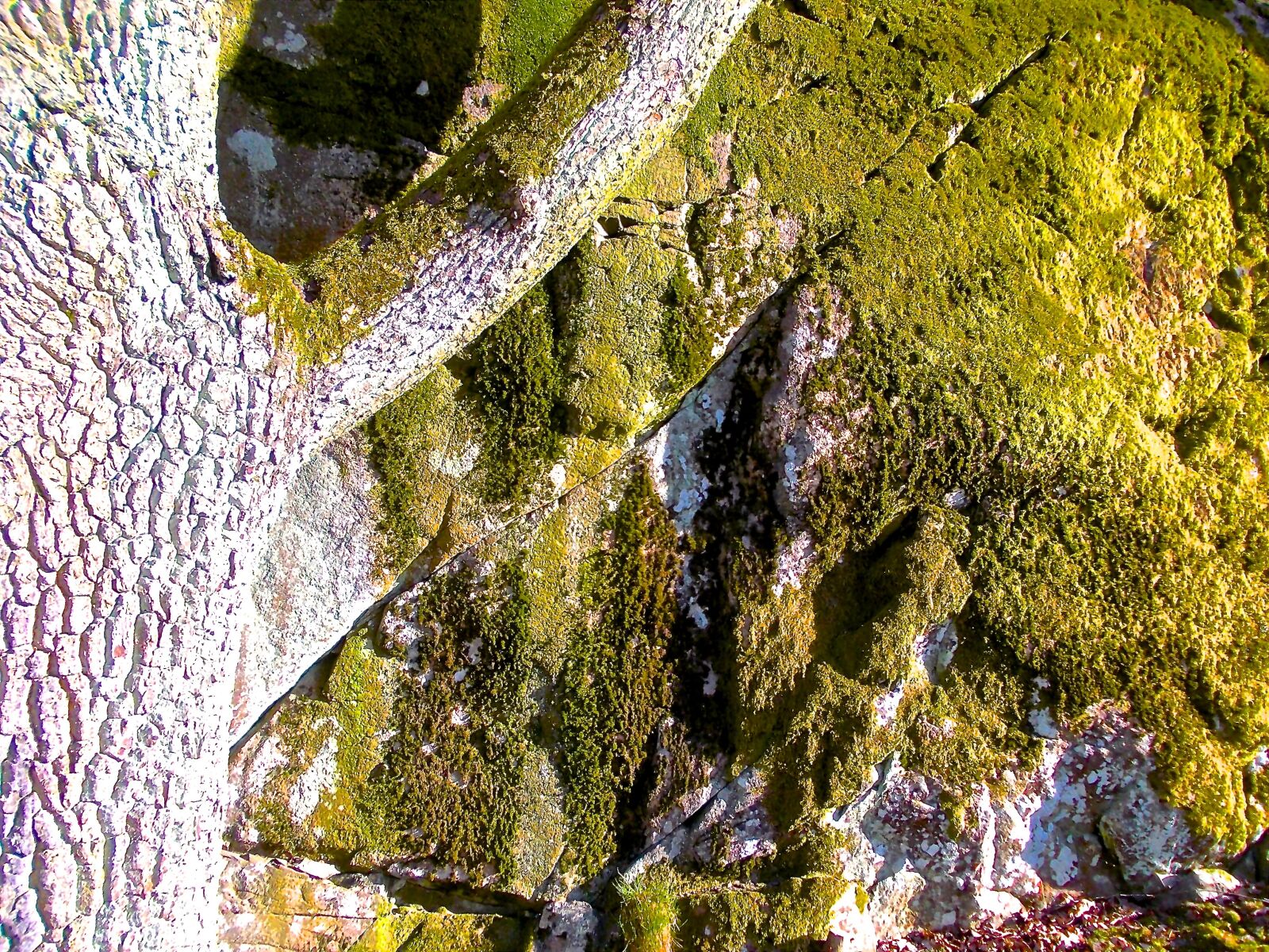 Nikon COOLPIX L25 sample photo. Moss, stone, tree photography