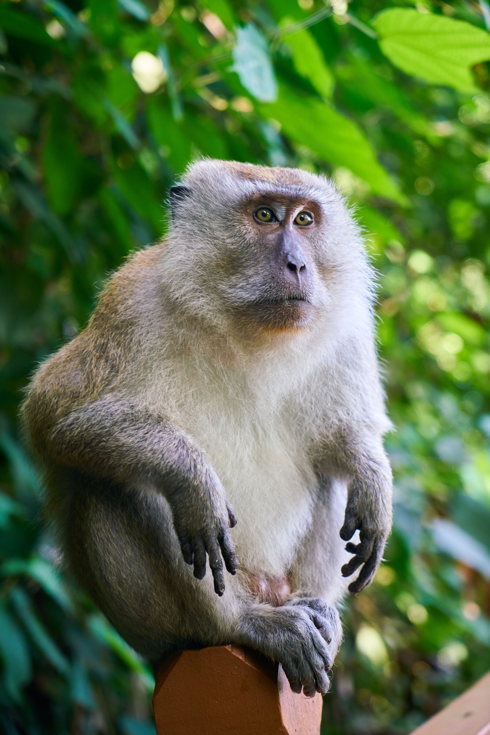 Sony a7R II sample photo. Monkey, animal, malaysia photography