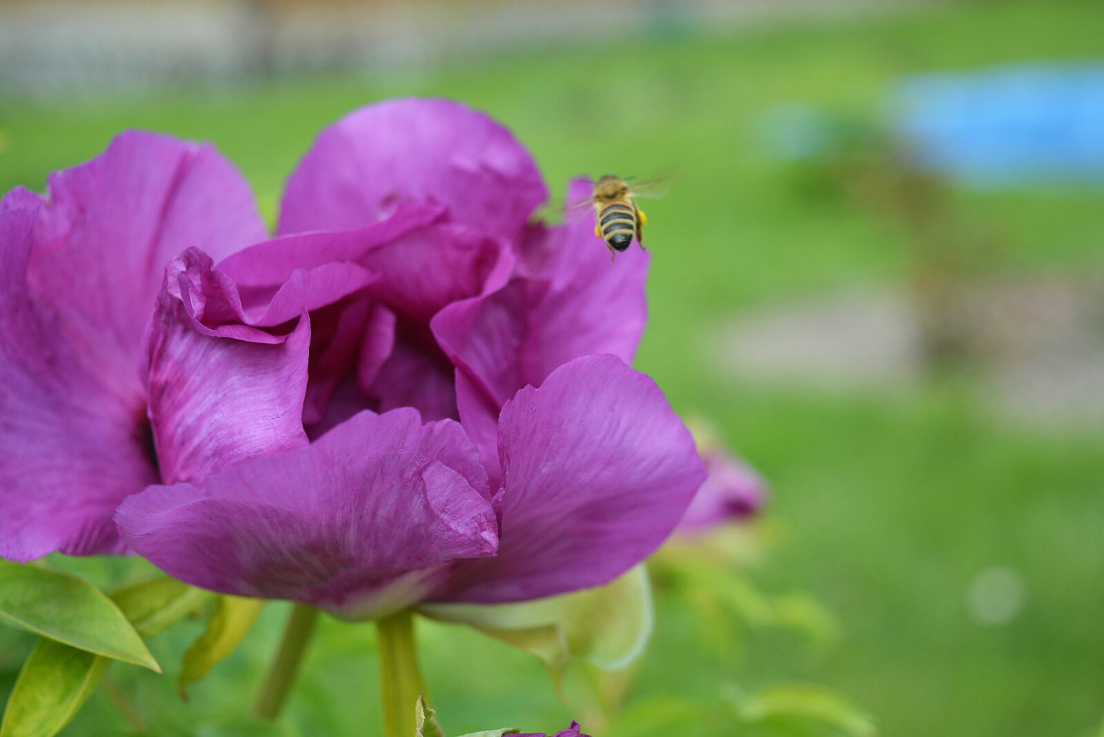 Nikon D5200 sample photo. Bee, flores, flower photography