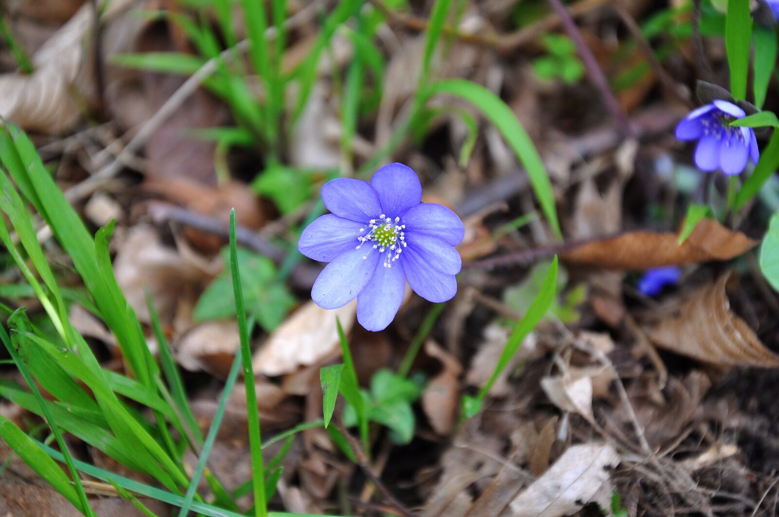 Nikon D90 sample photo. Hepatica nobilis, spring, blue photography